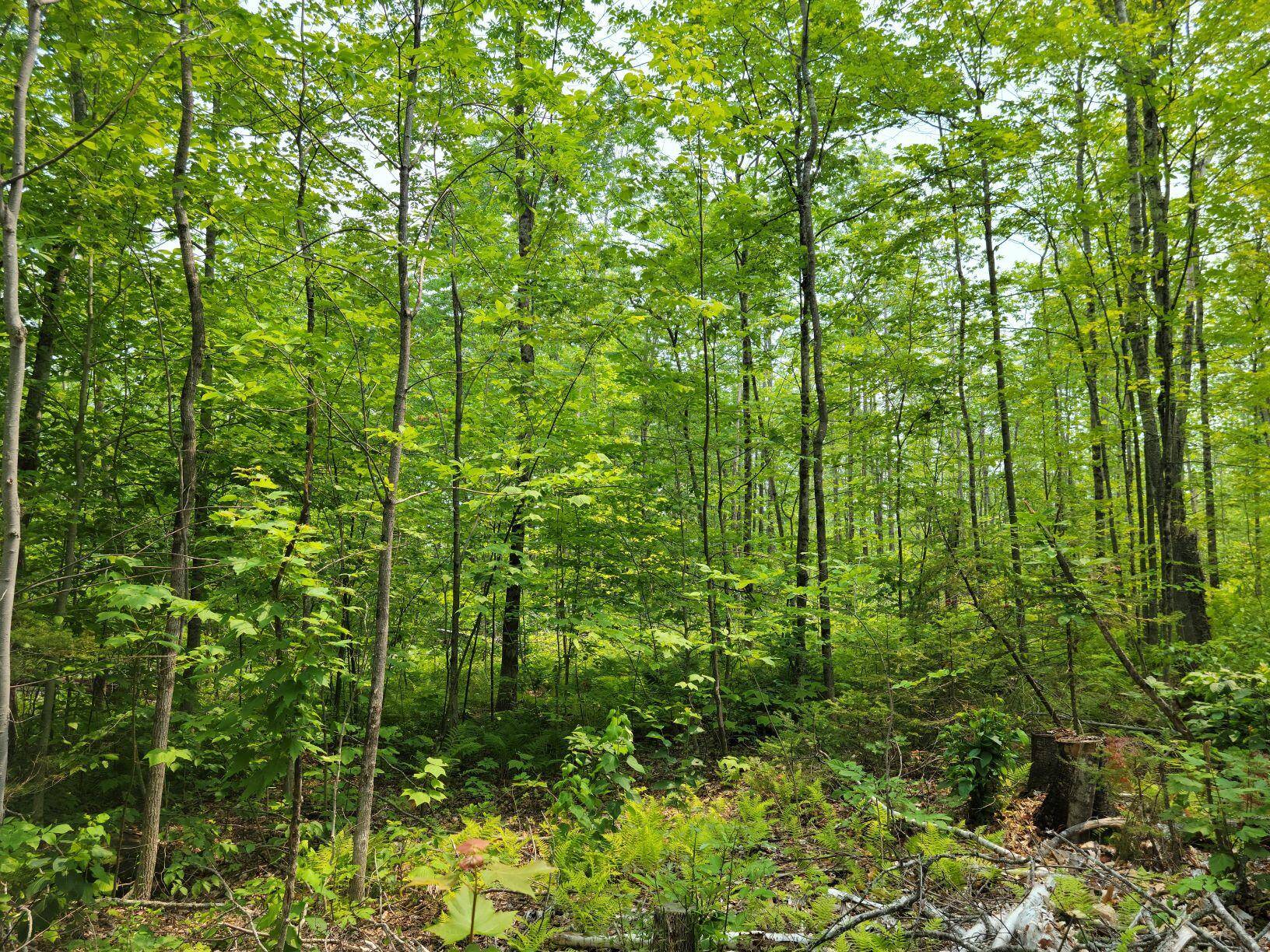 Farmington, ME 04938,00 Owen Mann RD