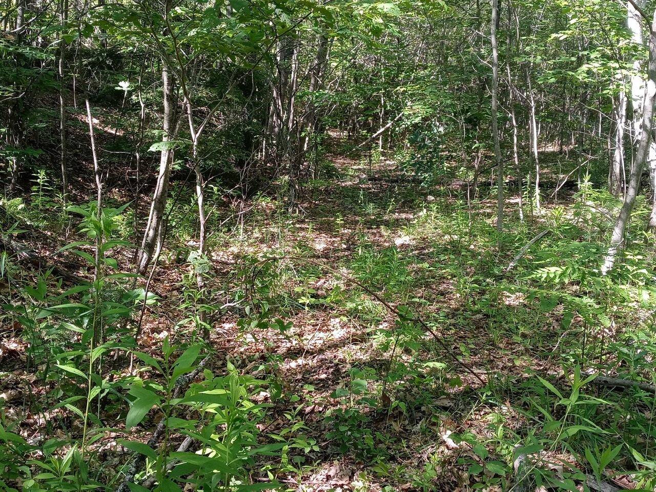 Jay, ME 04239,Map 5 Lot 75 Intervale RD