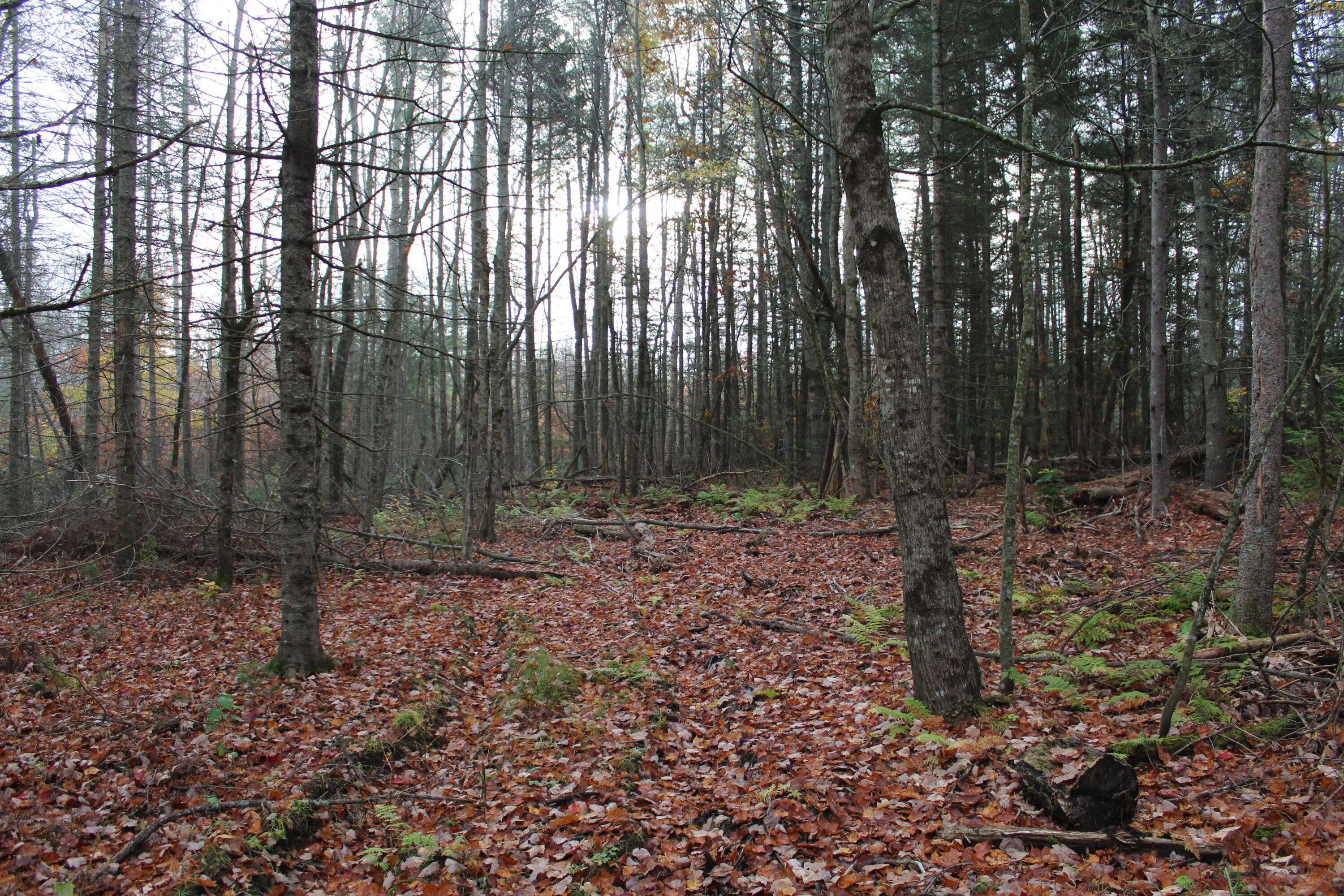 Swanville, ME 04915,298 Townhouse RD