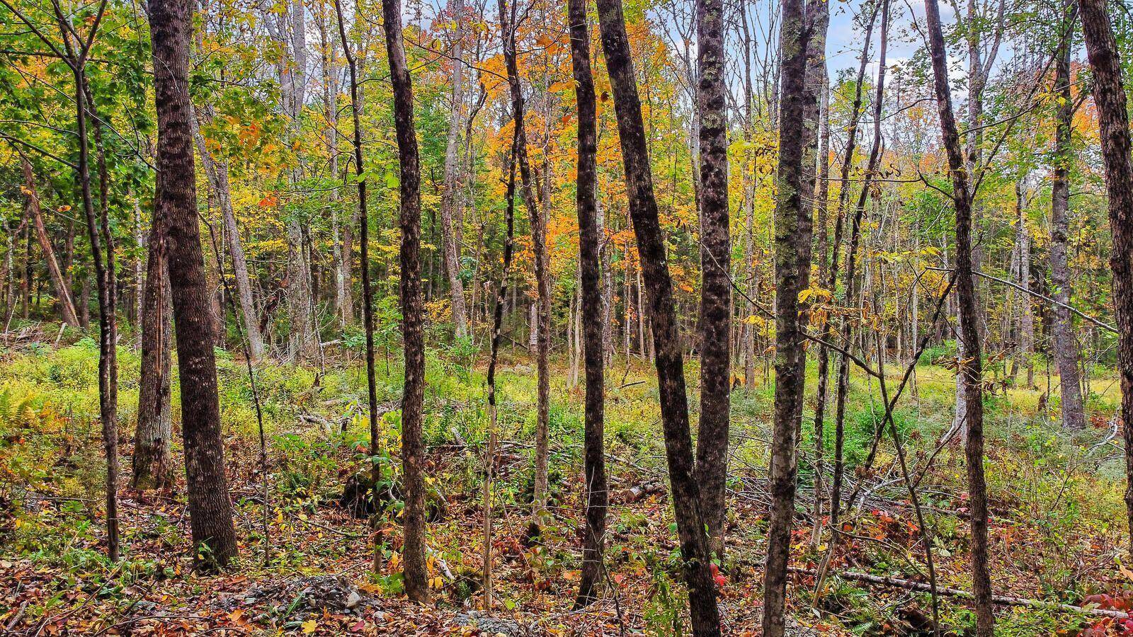 Newport, ME 04953,0 Pearls LN