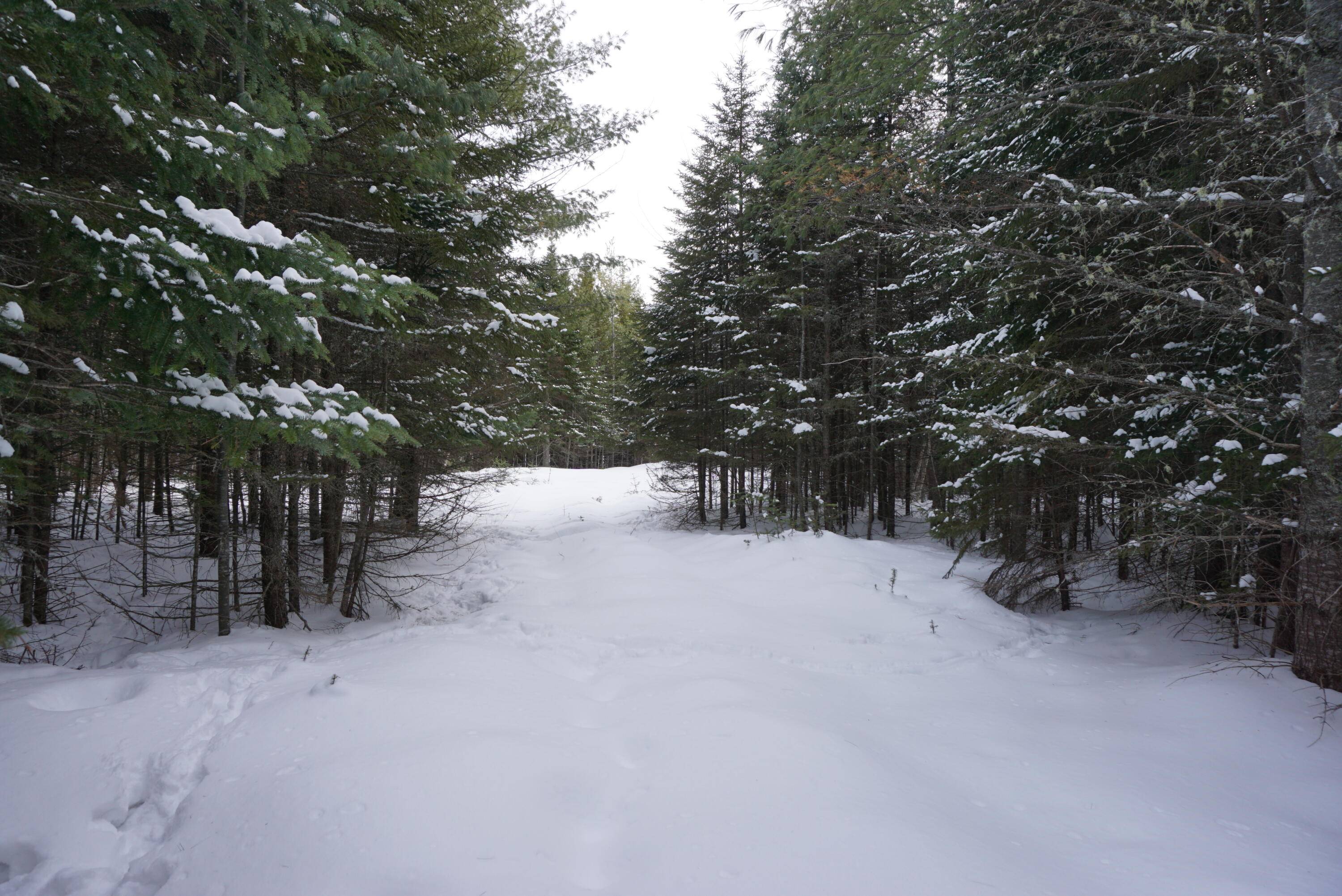 Tomhegan Twp, ME 04478,Lot 11 Moose Way