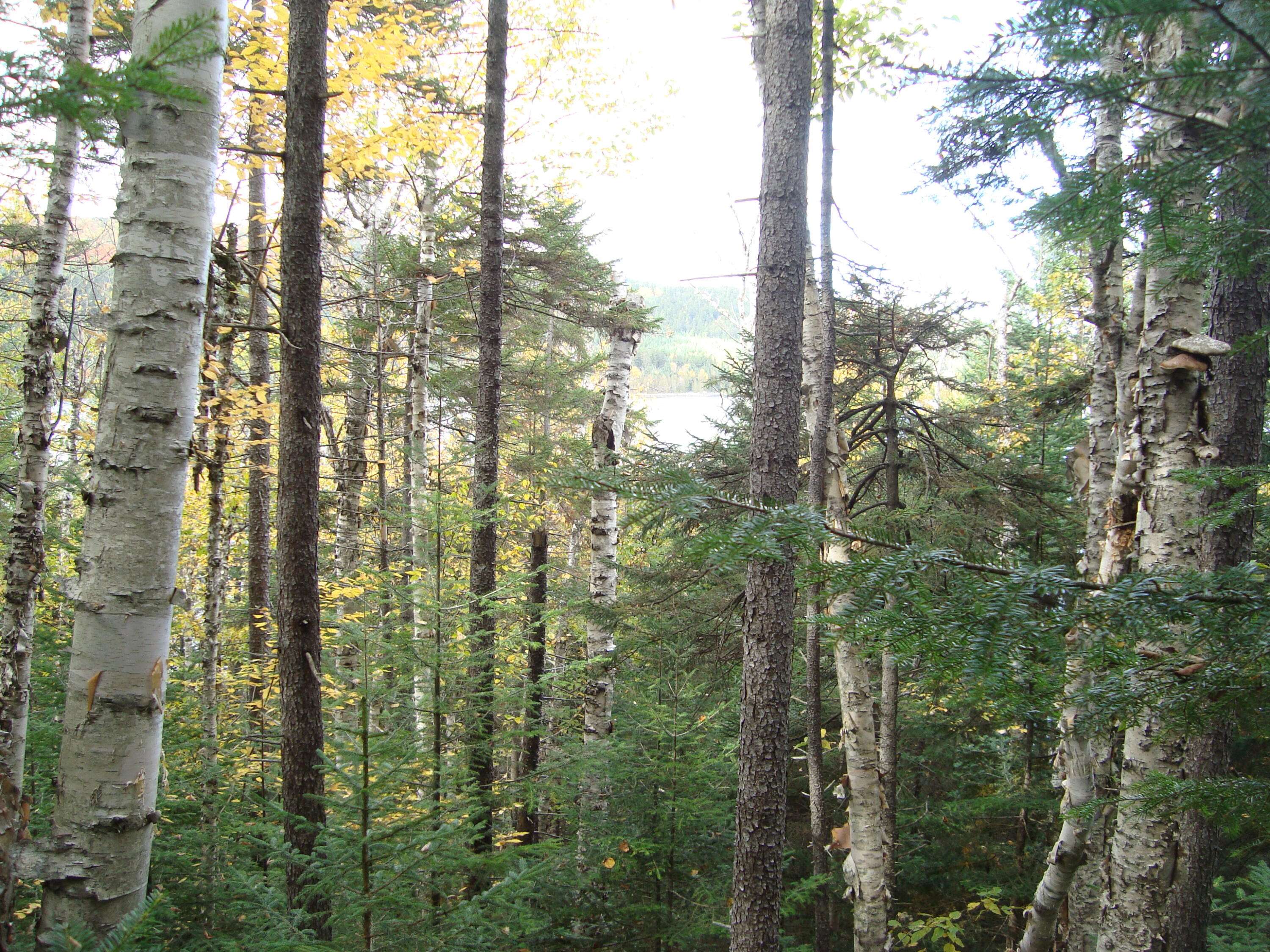 Lynchtown Twp, ME 04970,M2L7 Parmachenee Road