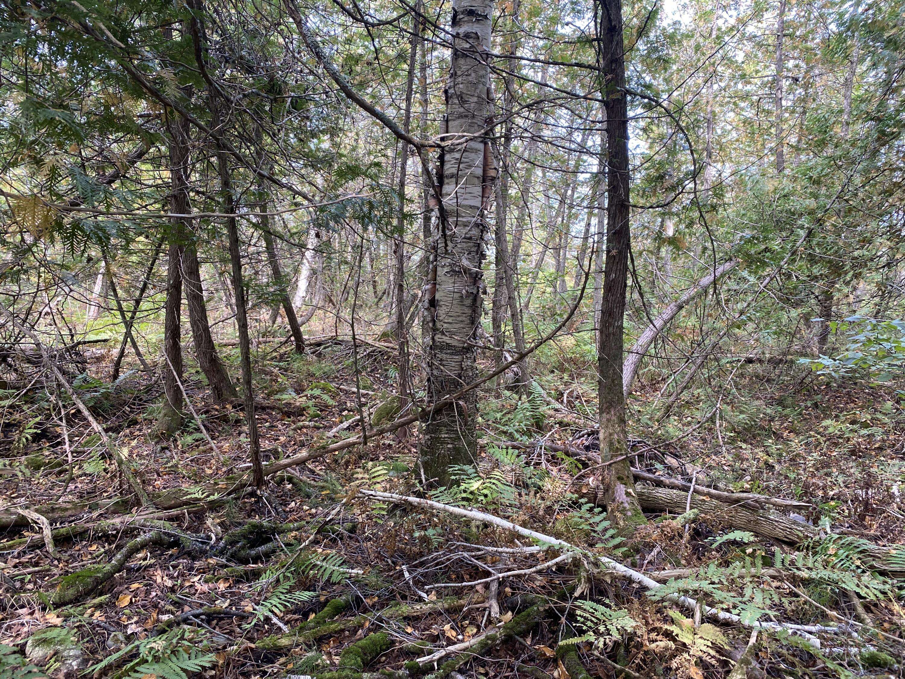 Saint Albans, ME 04971,Lot 51 Dexter RD