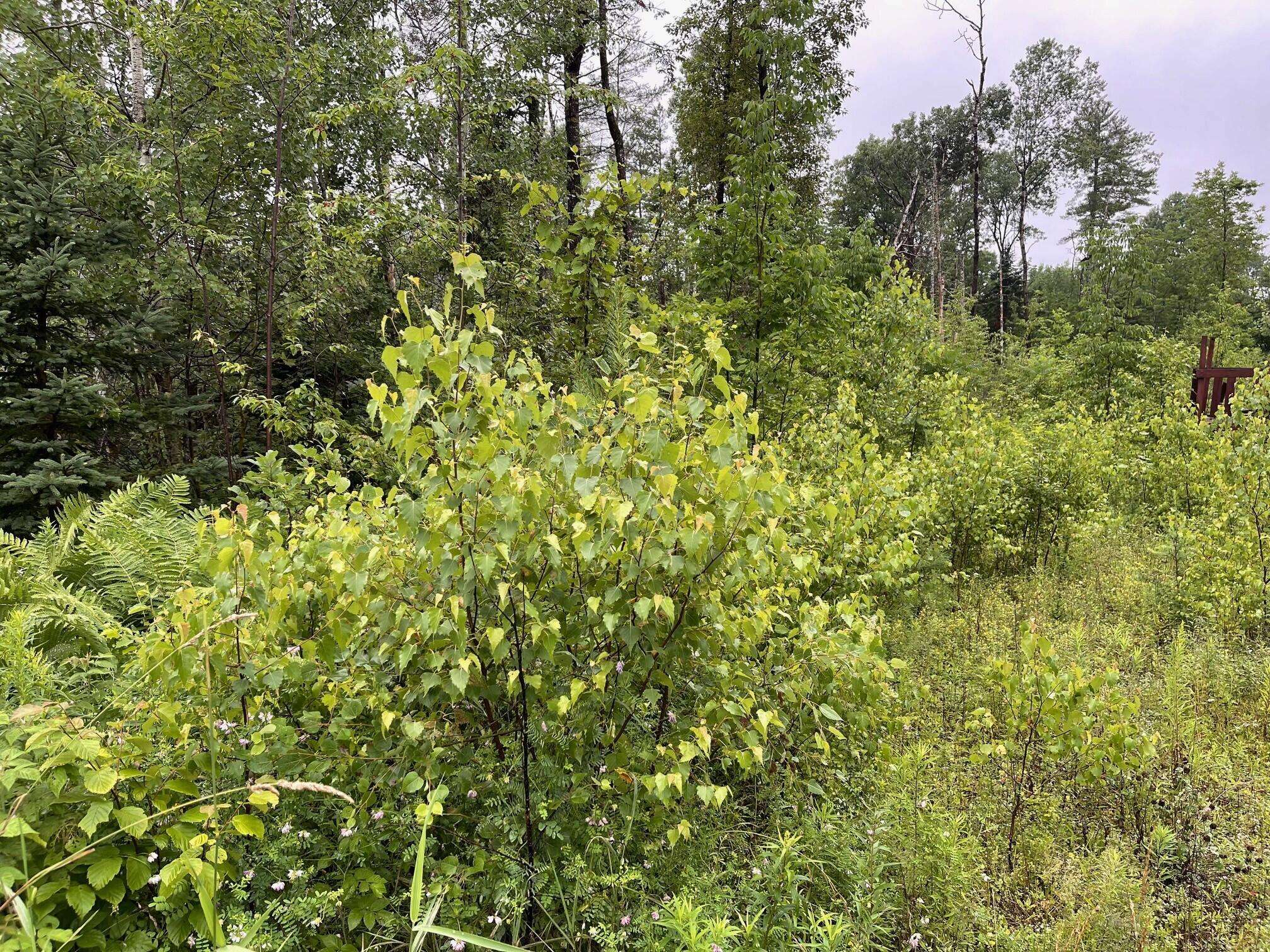 Pittsfield, ME 04967,M 17, L 79 Cannan Road