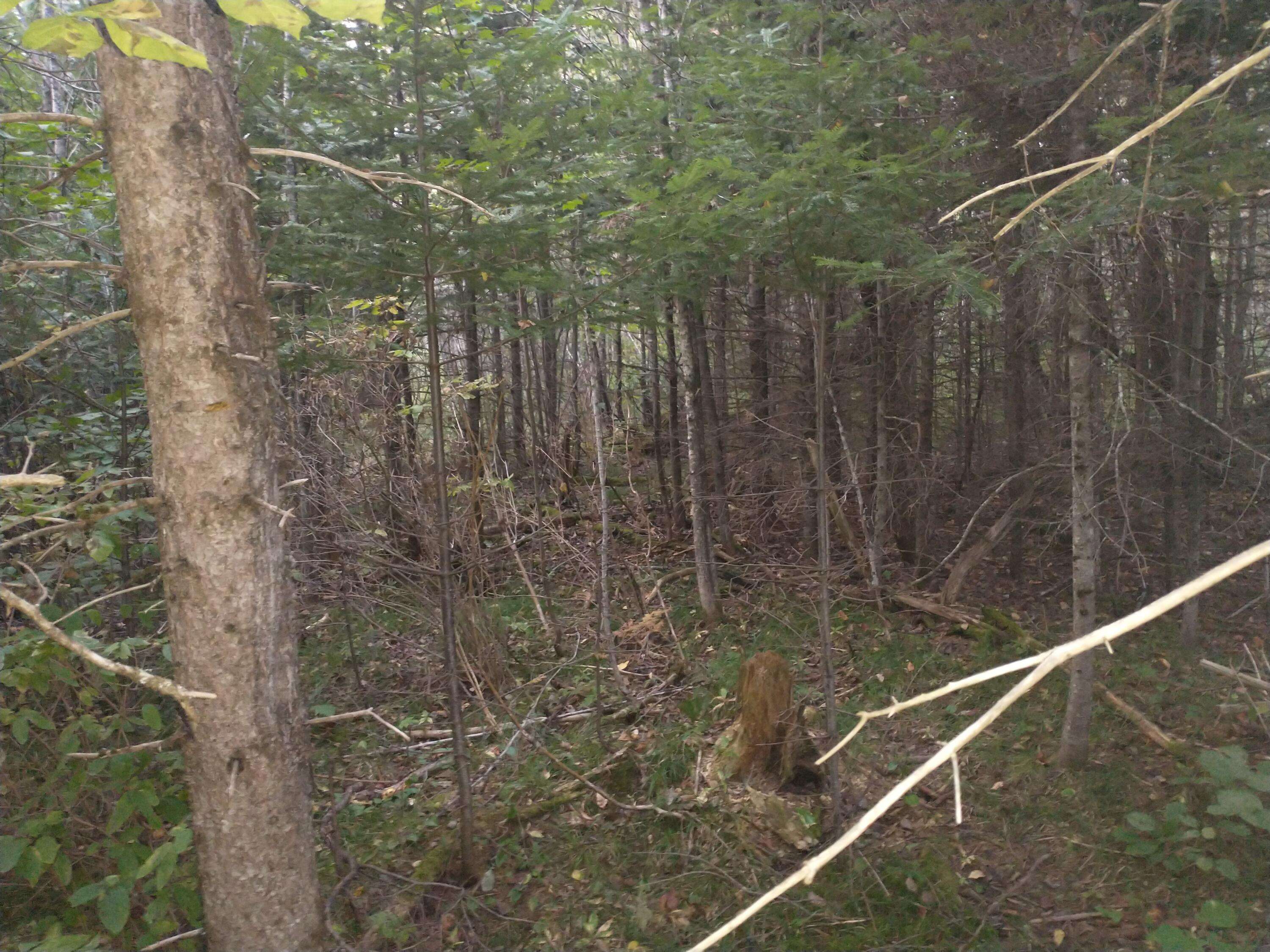 Prentiss Twp T7 R3 Nbpp, ME 04487,00 Tucker Ridge RD