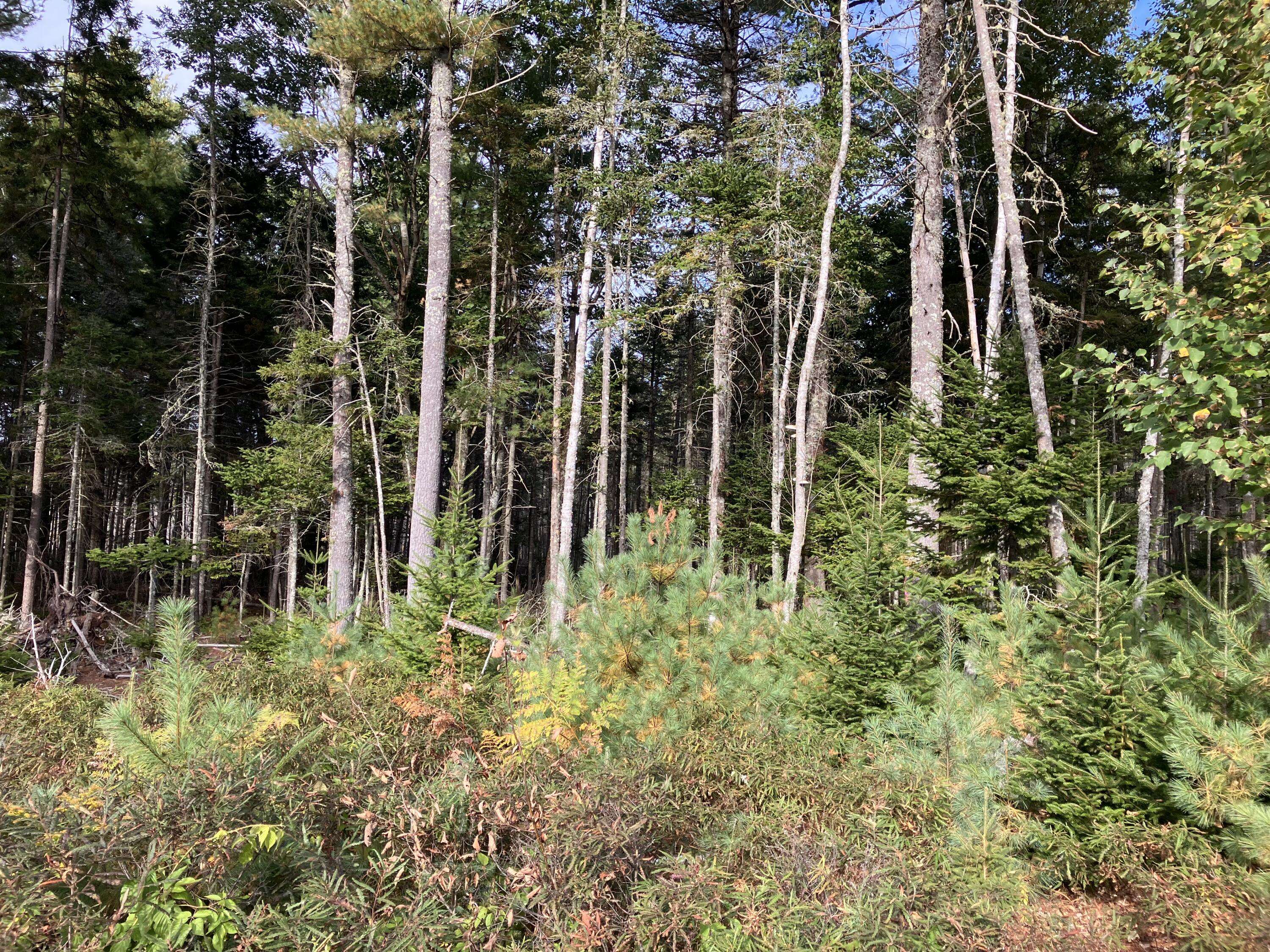 Bar Harbor, ME 04609,Lot 5 Bluff RD