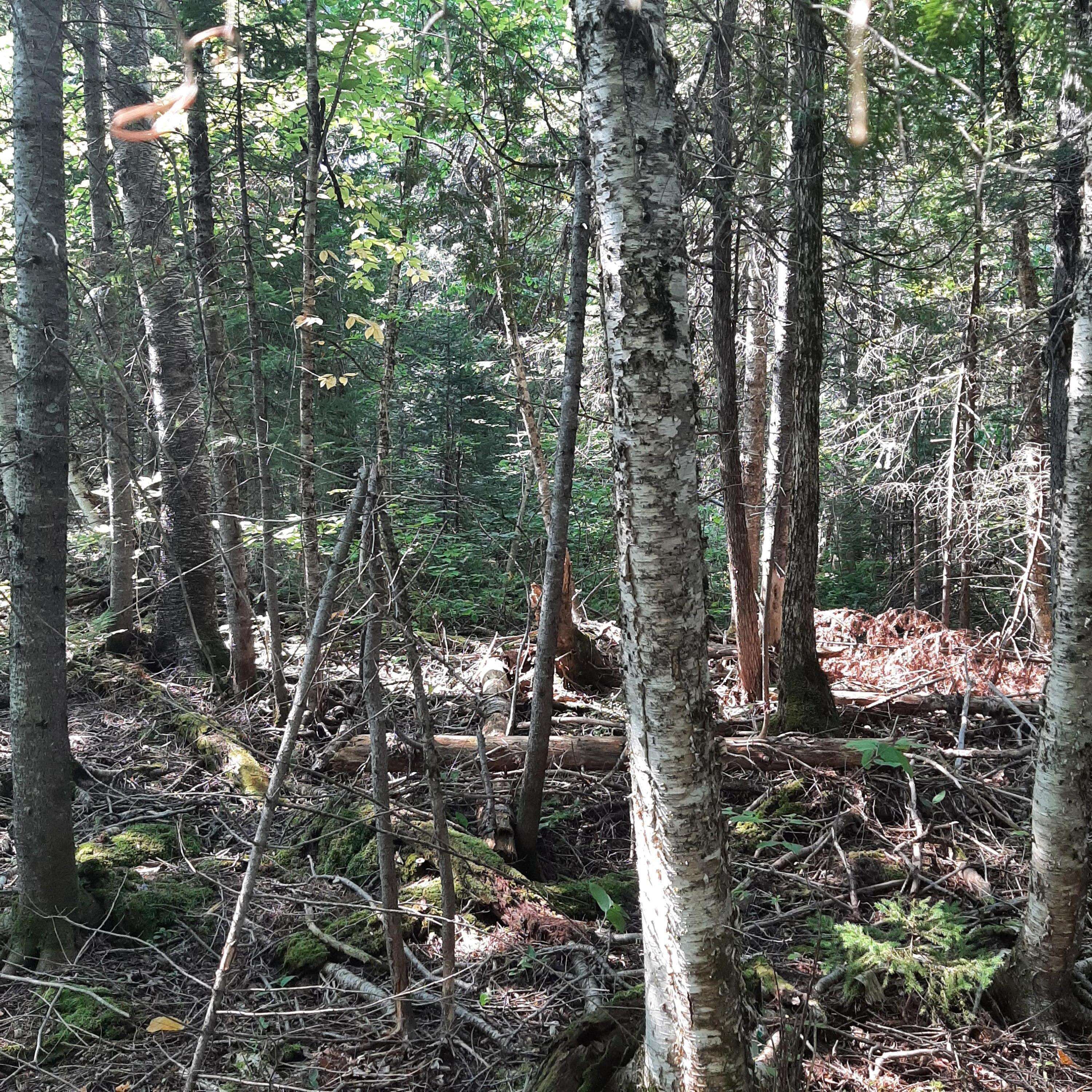 Stacyville, ME 04777,10/11 Grindstone Rd / Rte 11 RD