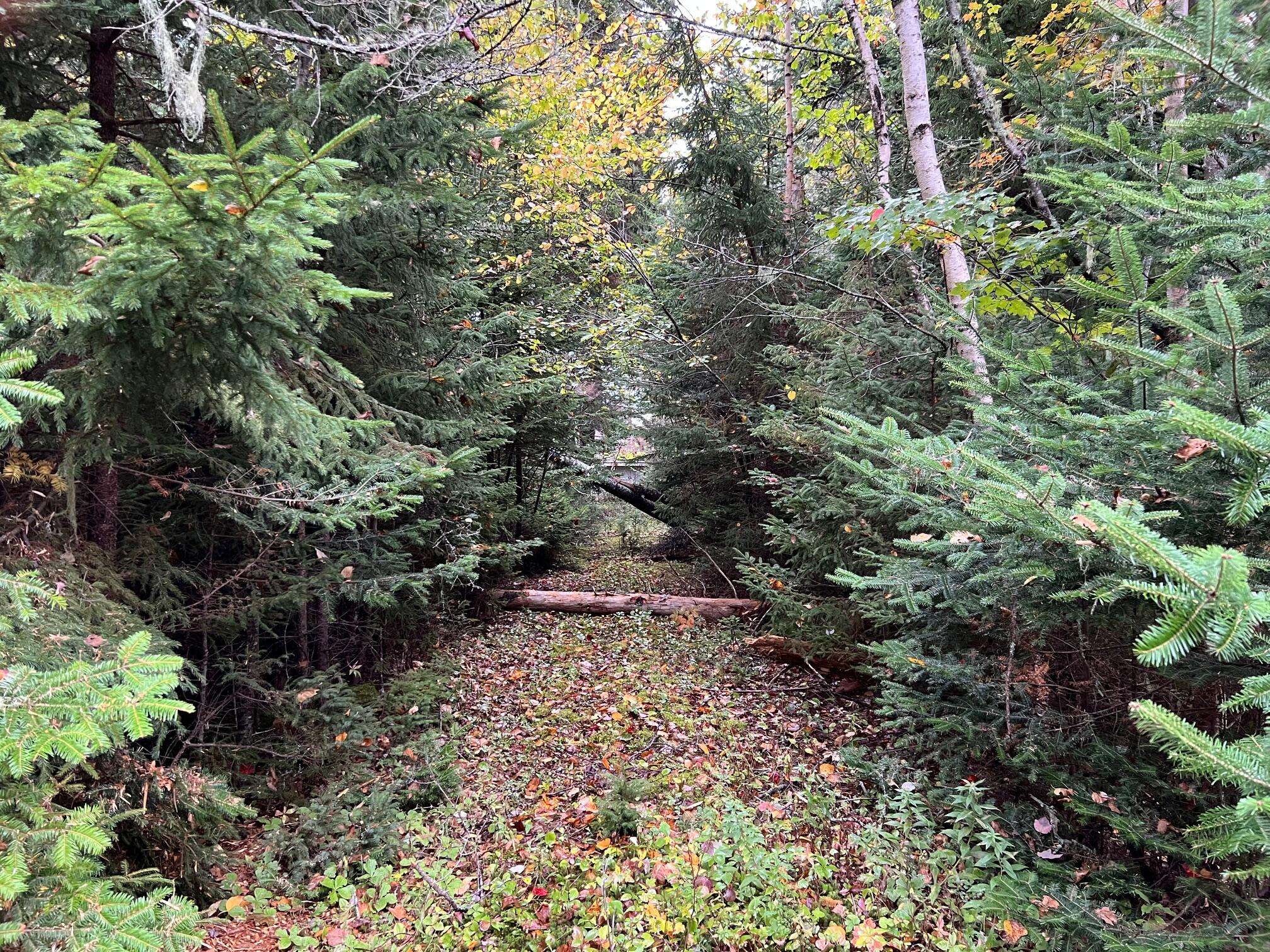 Gouldsboro, ME 04624,012 Paul Bunyan RD