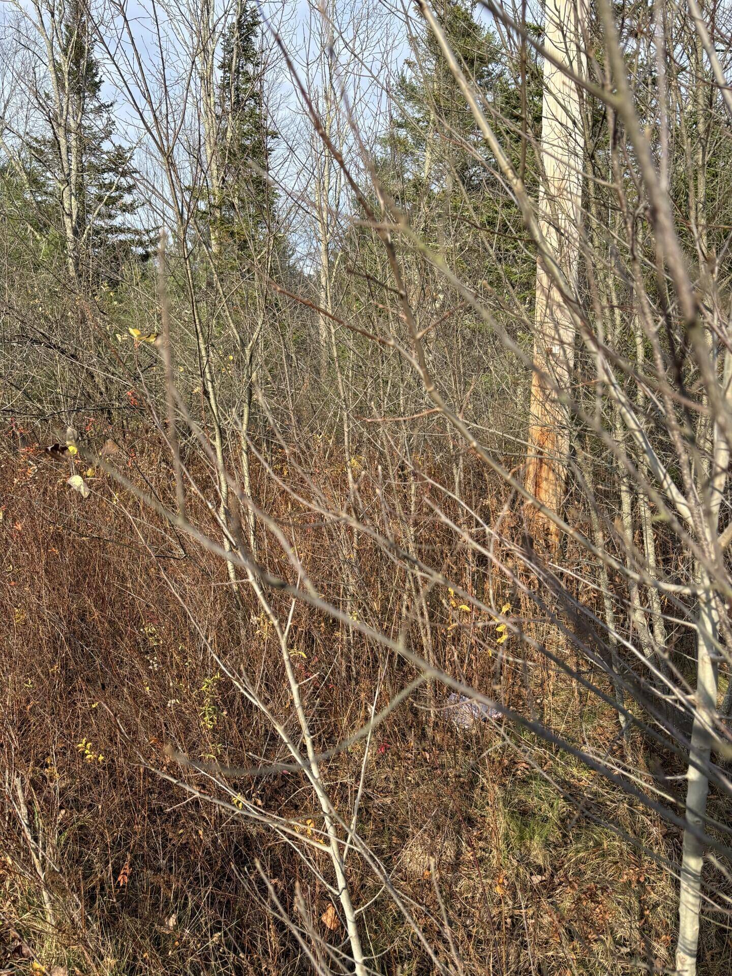 Kennebunkport, ME 04046,TBD Log Cabin RD