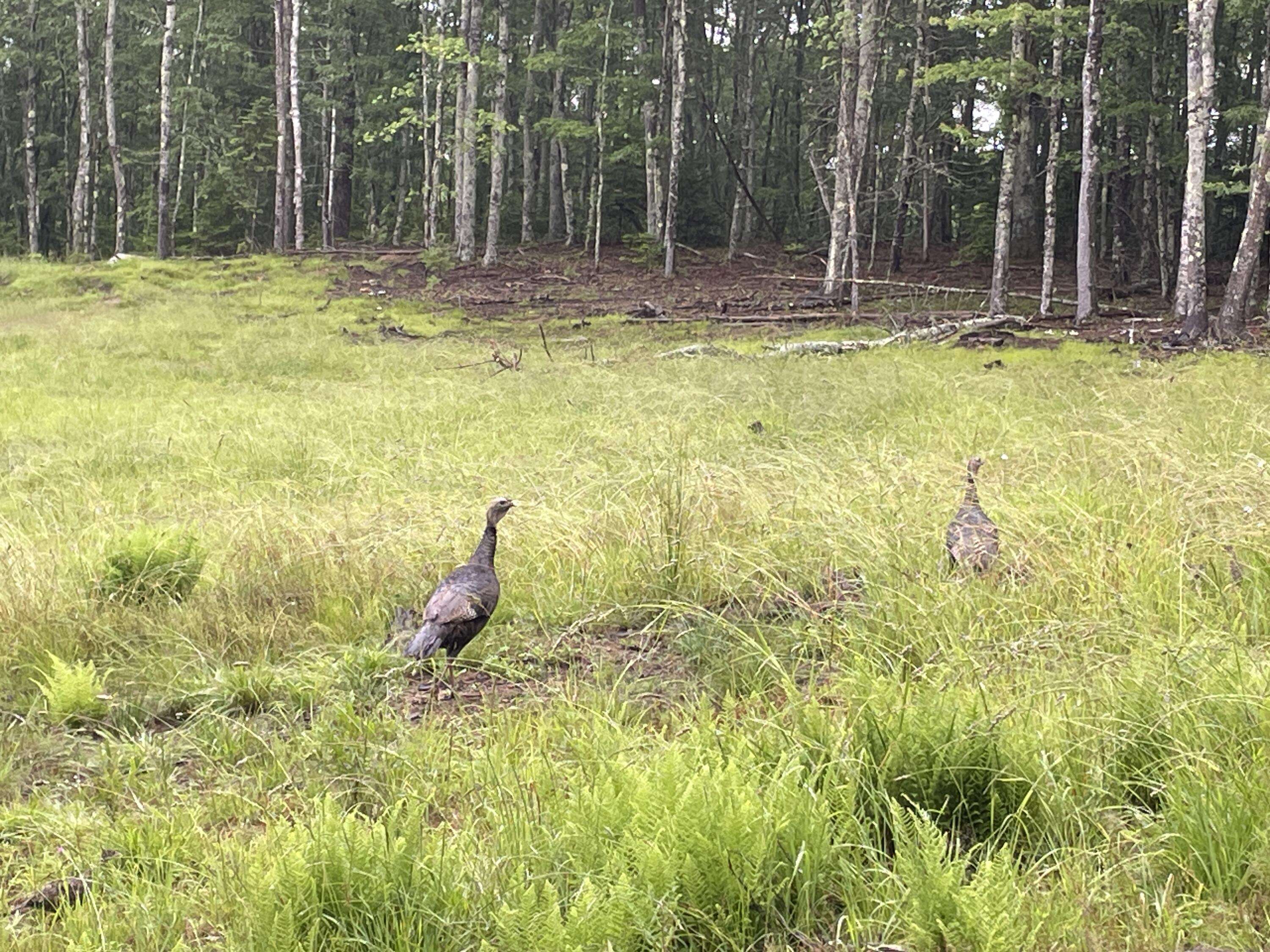 Westport Island, ME 04578,64 Moose WALK