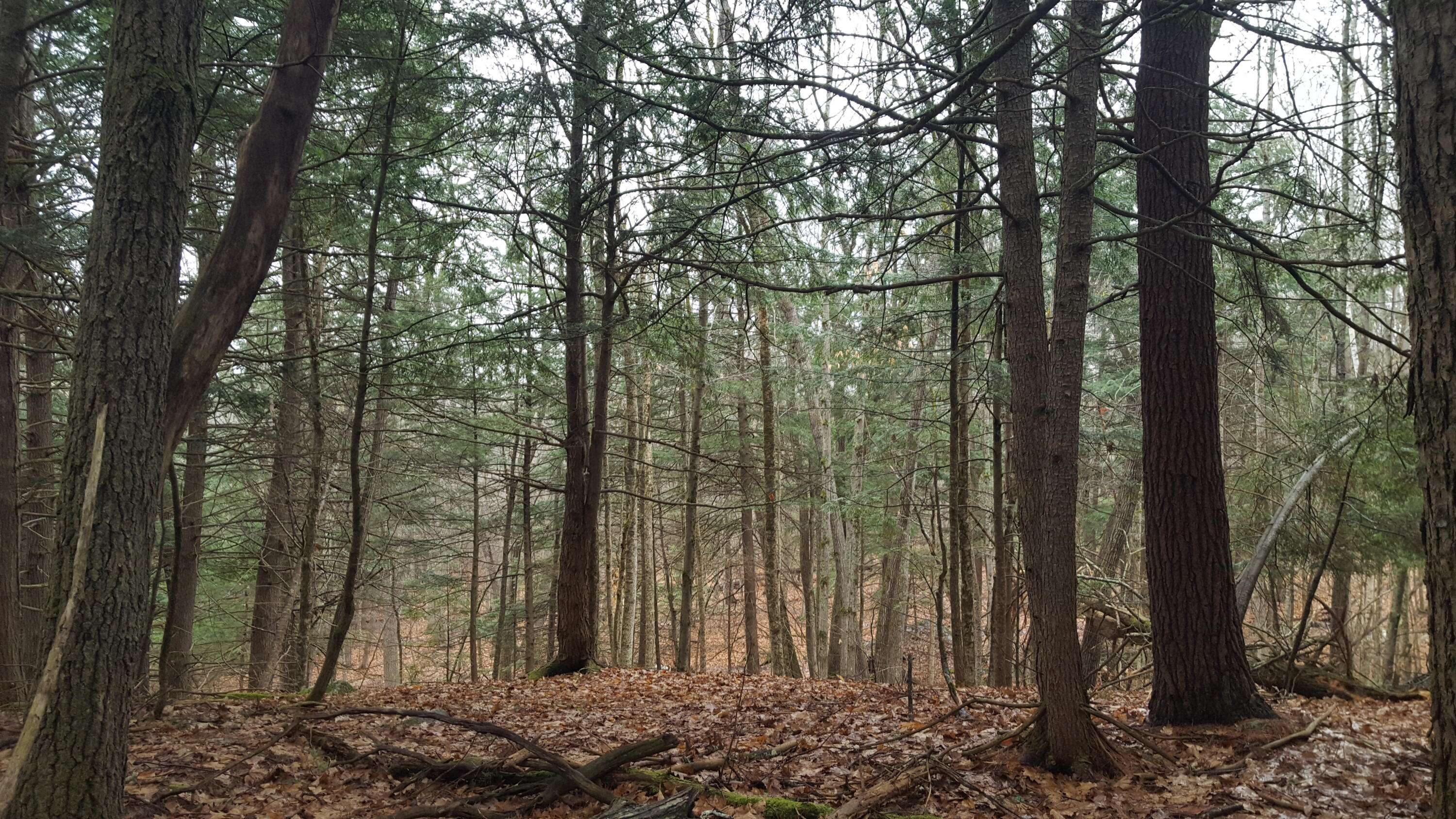 Windham, ME 04062,53 Johnson Road RD