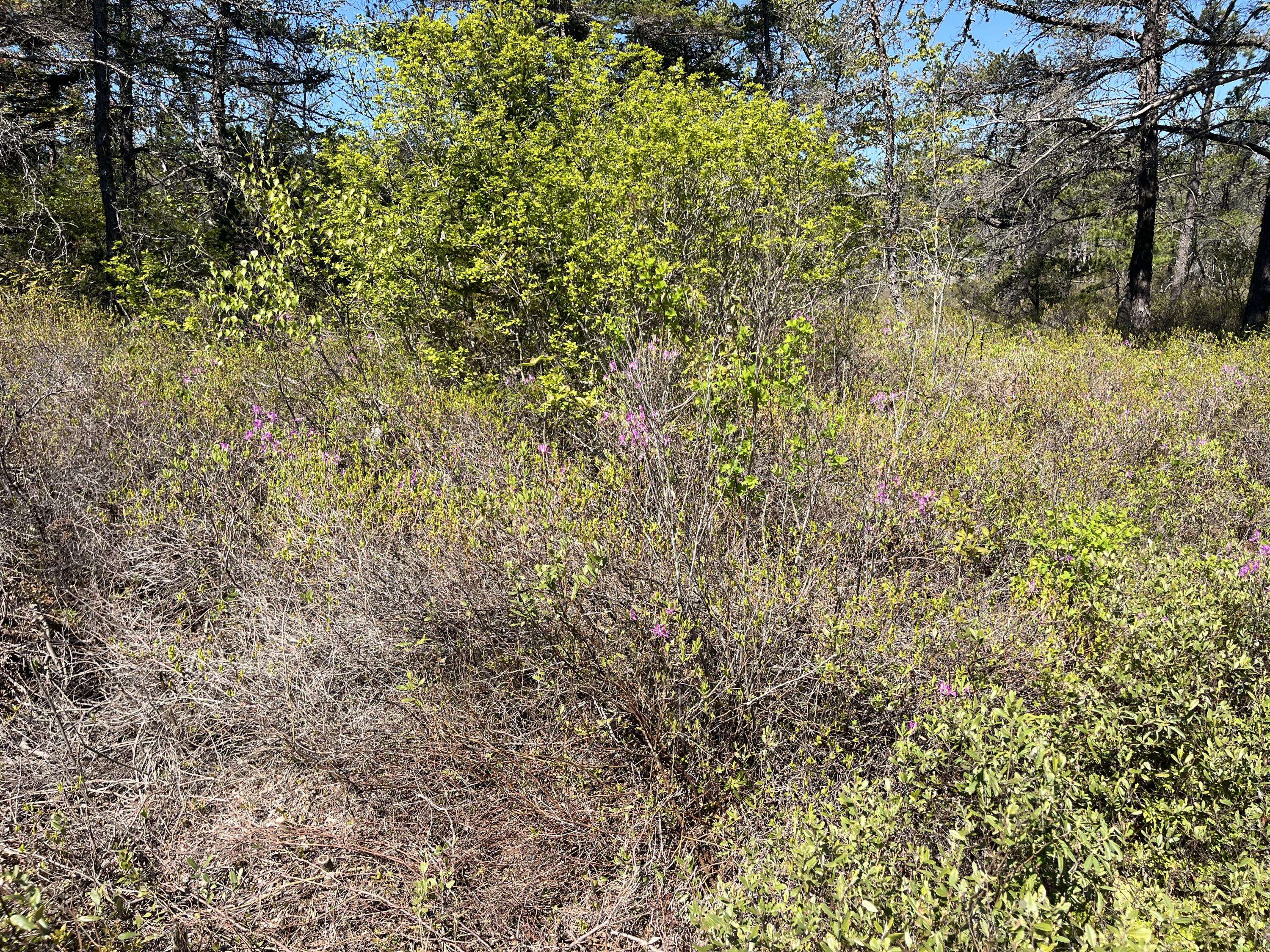 Gouldsboro, ME 04607,Map30 Lot4 East Schoodic RD