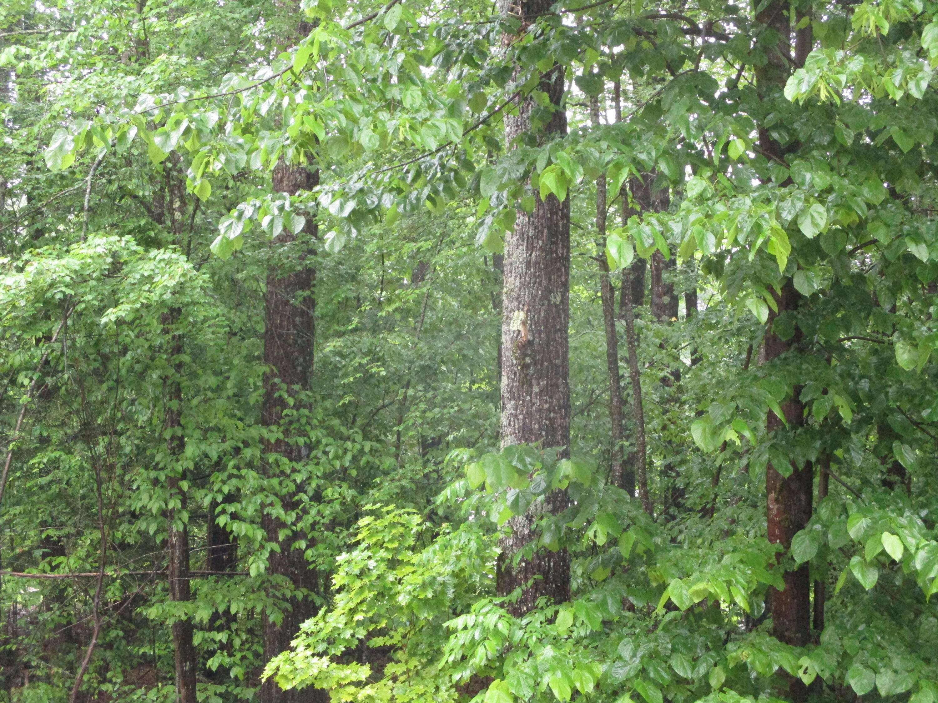 Sebago, ME 04029,Lot 8 Northwood Estates