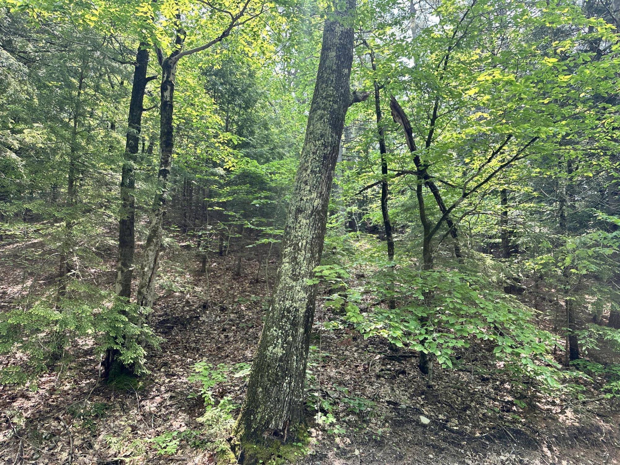 Sebago, ME 04029,Lot 20 Dyke Mountain RD