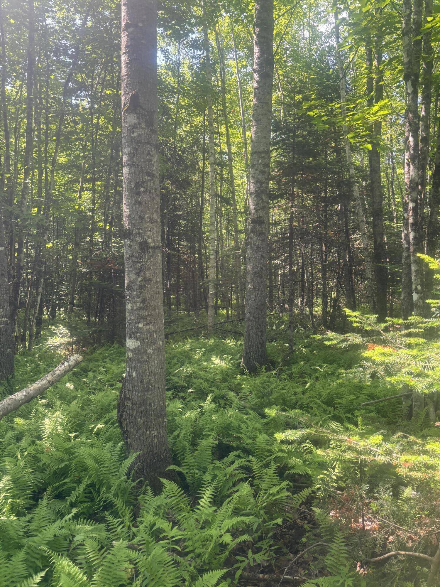 Harmony, ME 04942,Lot10 Gray