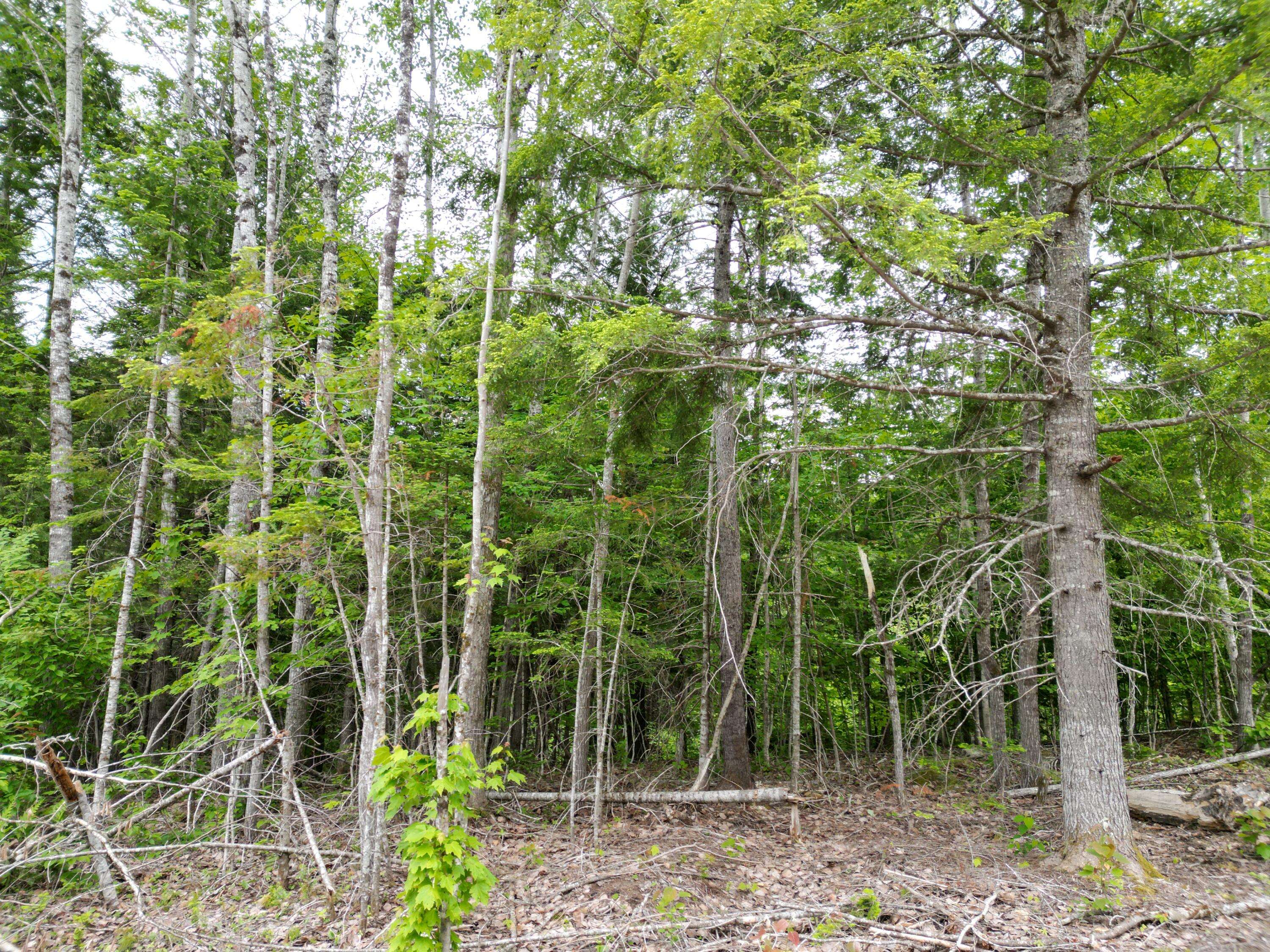 Springfield, ME 04487,Lot 4 Shep Road EXT