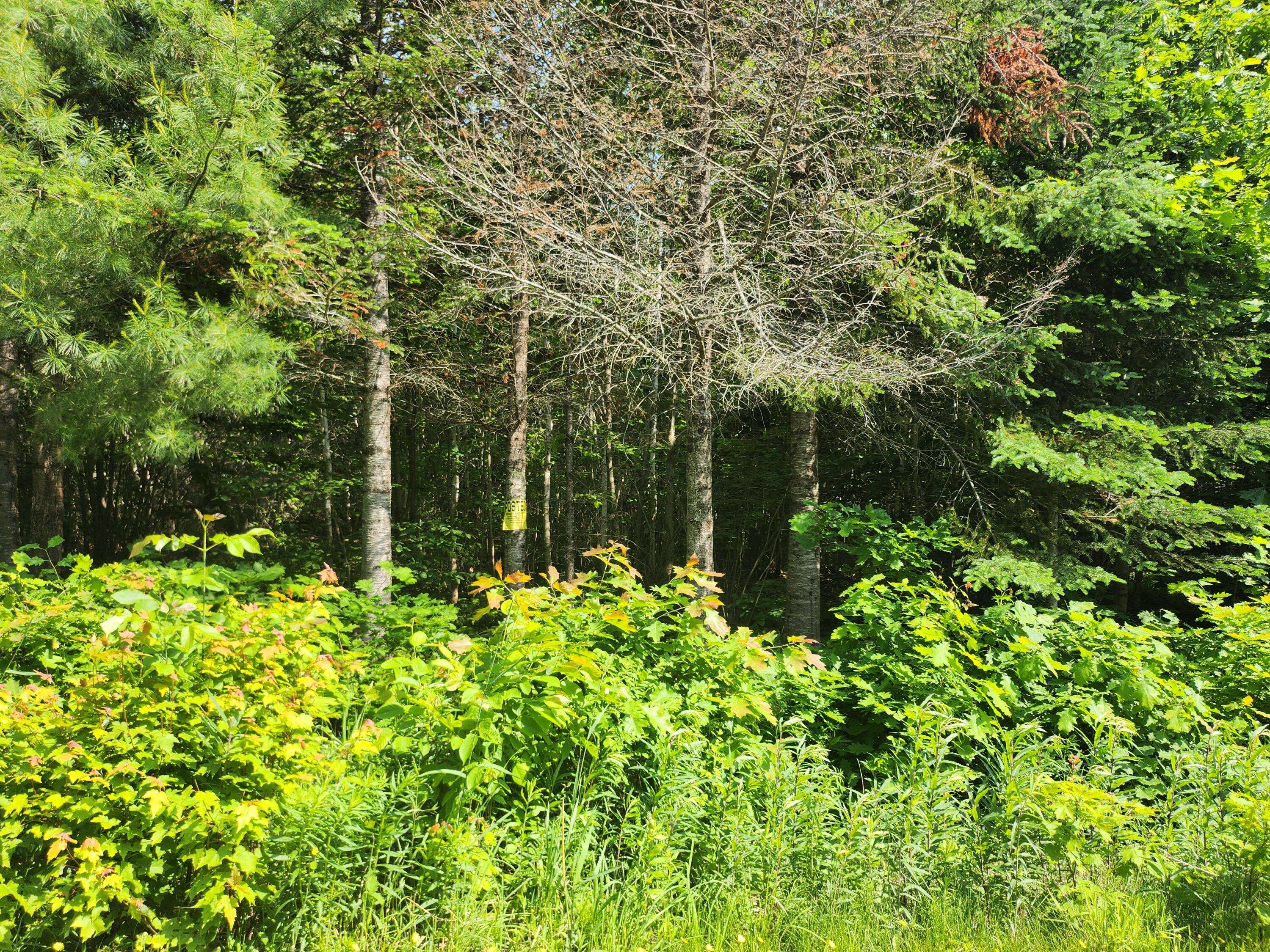 Palmyra, ME 04965,lot 29B Windfall LN