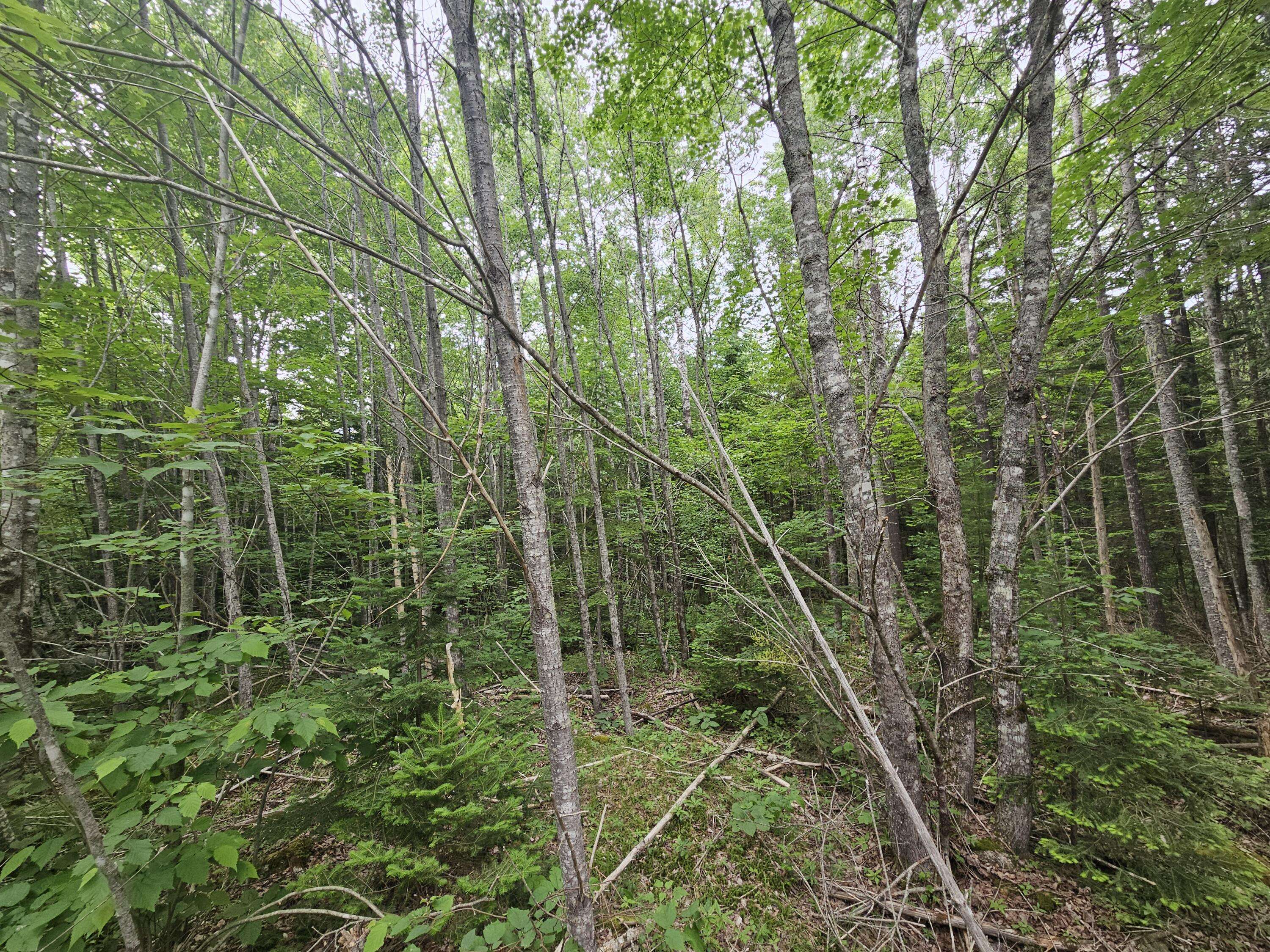 Steuben, ME 04680,M17 L5&11 Number 7 RD