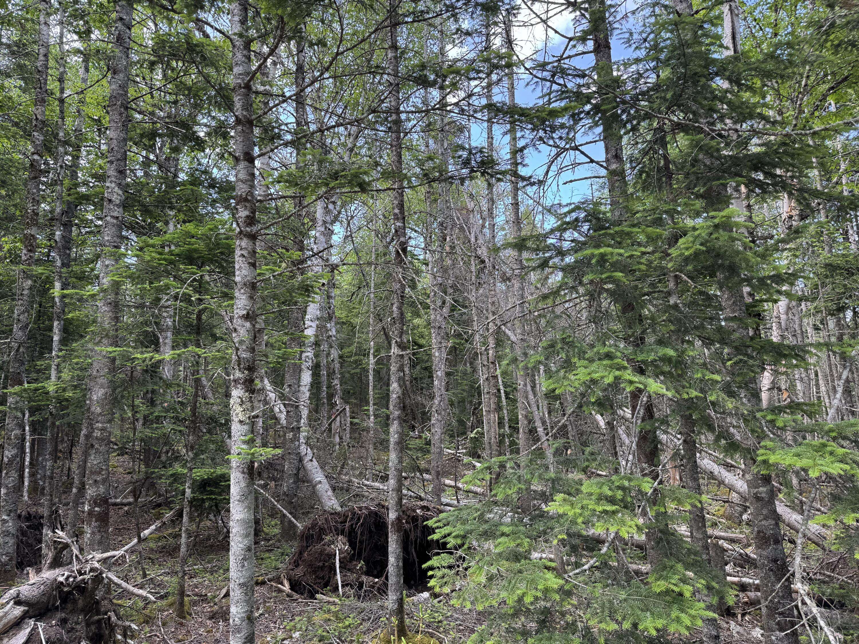 Roque Bluffs, ME 04654,#06-05-0A Nepp Point RD