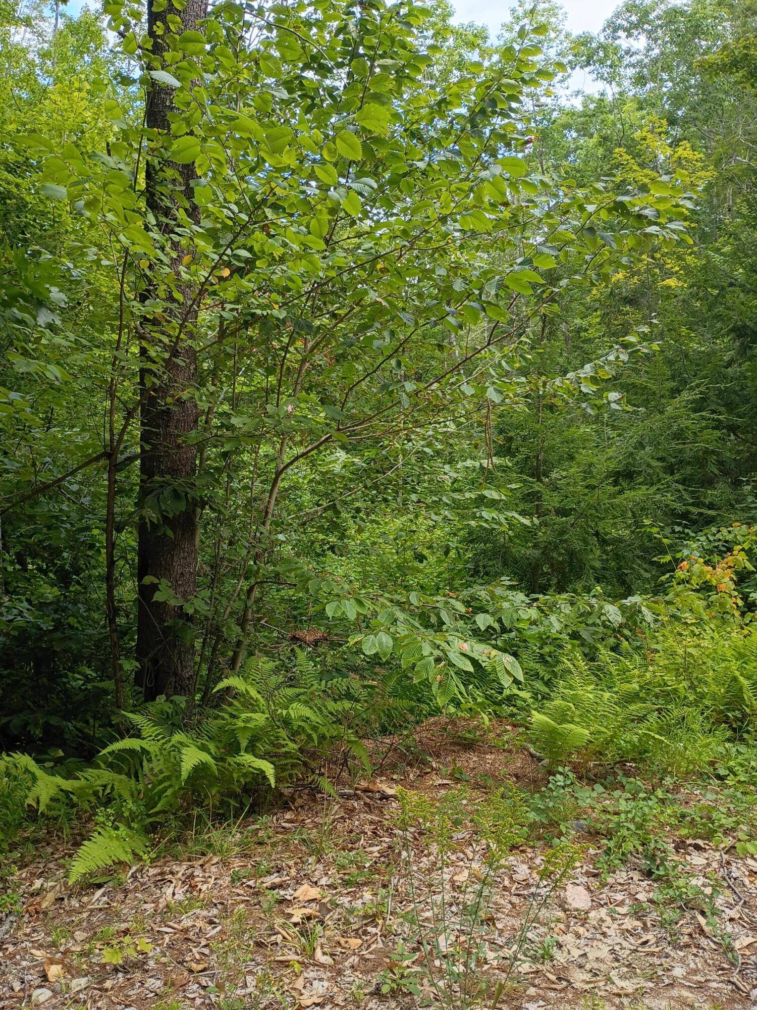 Parsonsfield, ME 04047,R13/038 Weeks RD