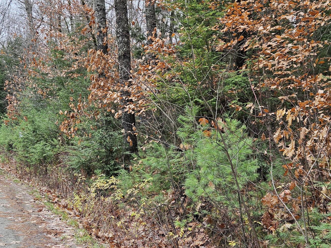 Norridgewock, ME 04957,M5 L38 Winding Hill RD