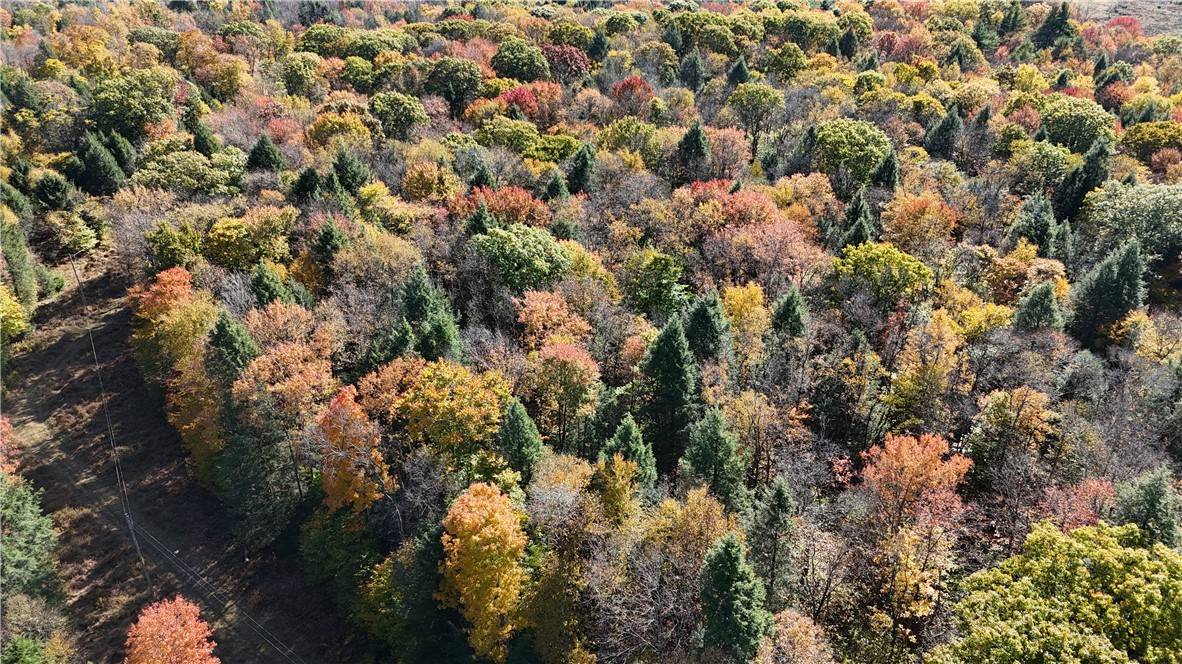 Pine Twp/heilwood, PA 15957,50 Acres along Bird Lane