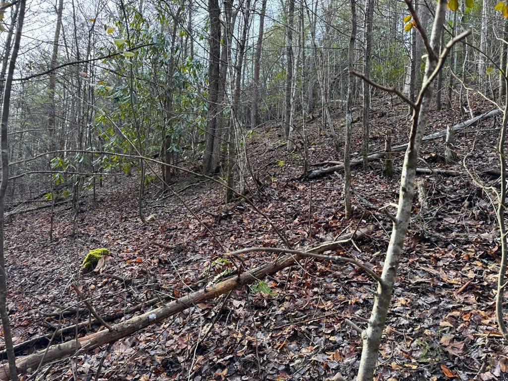 Gatlinburg, TN 37738,Lot 10 Black Gum RD