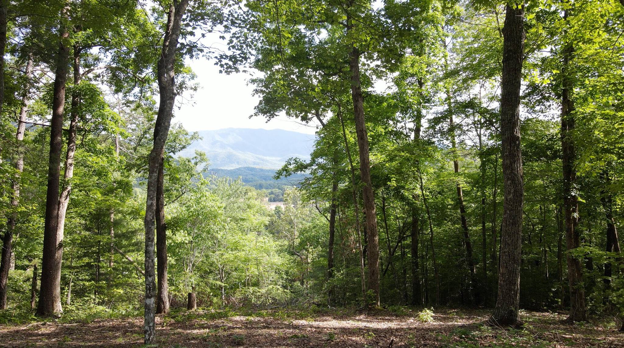 Cosby, TN 37722,Lot 15,16R Little Bear Trail