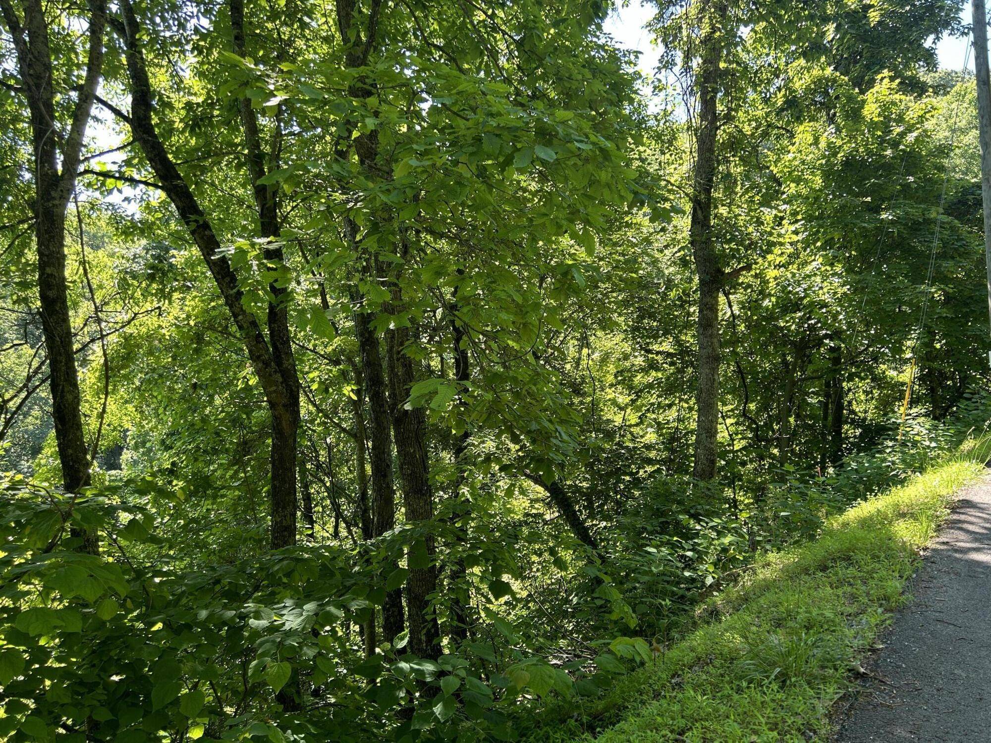 Sevierville, TN 37862,Lot 2 Overholt Trail