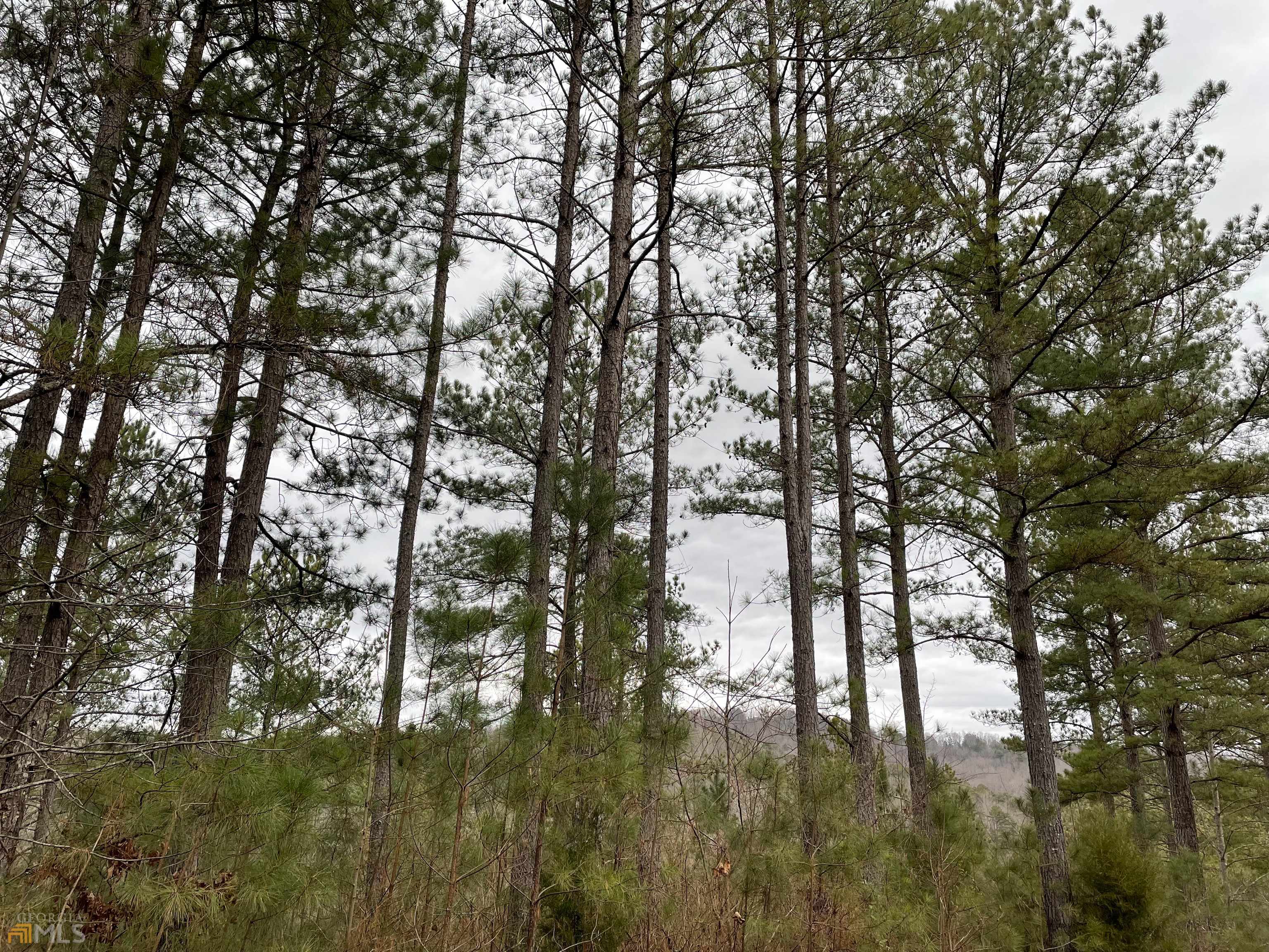 Blairsville, GA 30512,LOT 43 Inwood