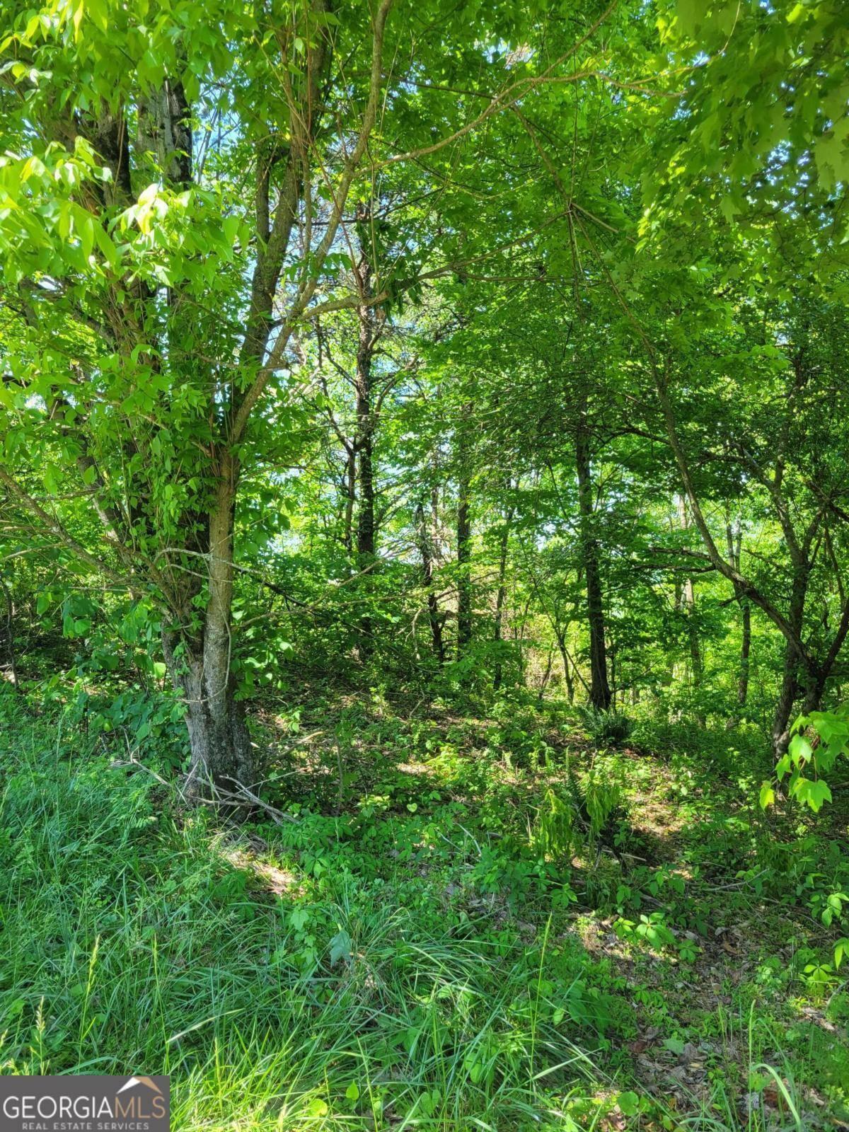 Ellijay, GA 30536,LOT52 Talona Mountain