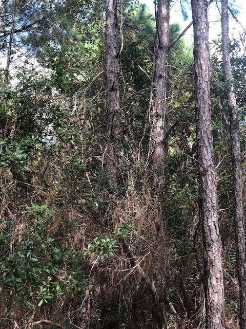 Blackshear, GA 31516,47 +/- ACRES Live Oak