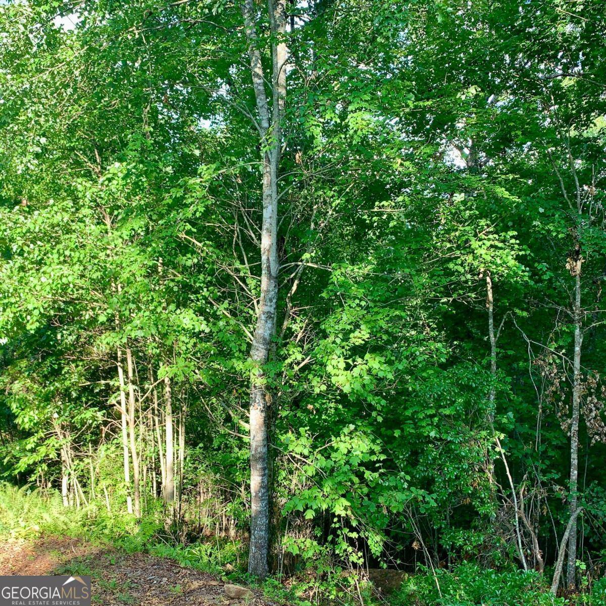 Warne, NC 28909,LOT 12 Cricket LN