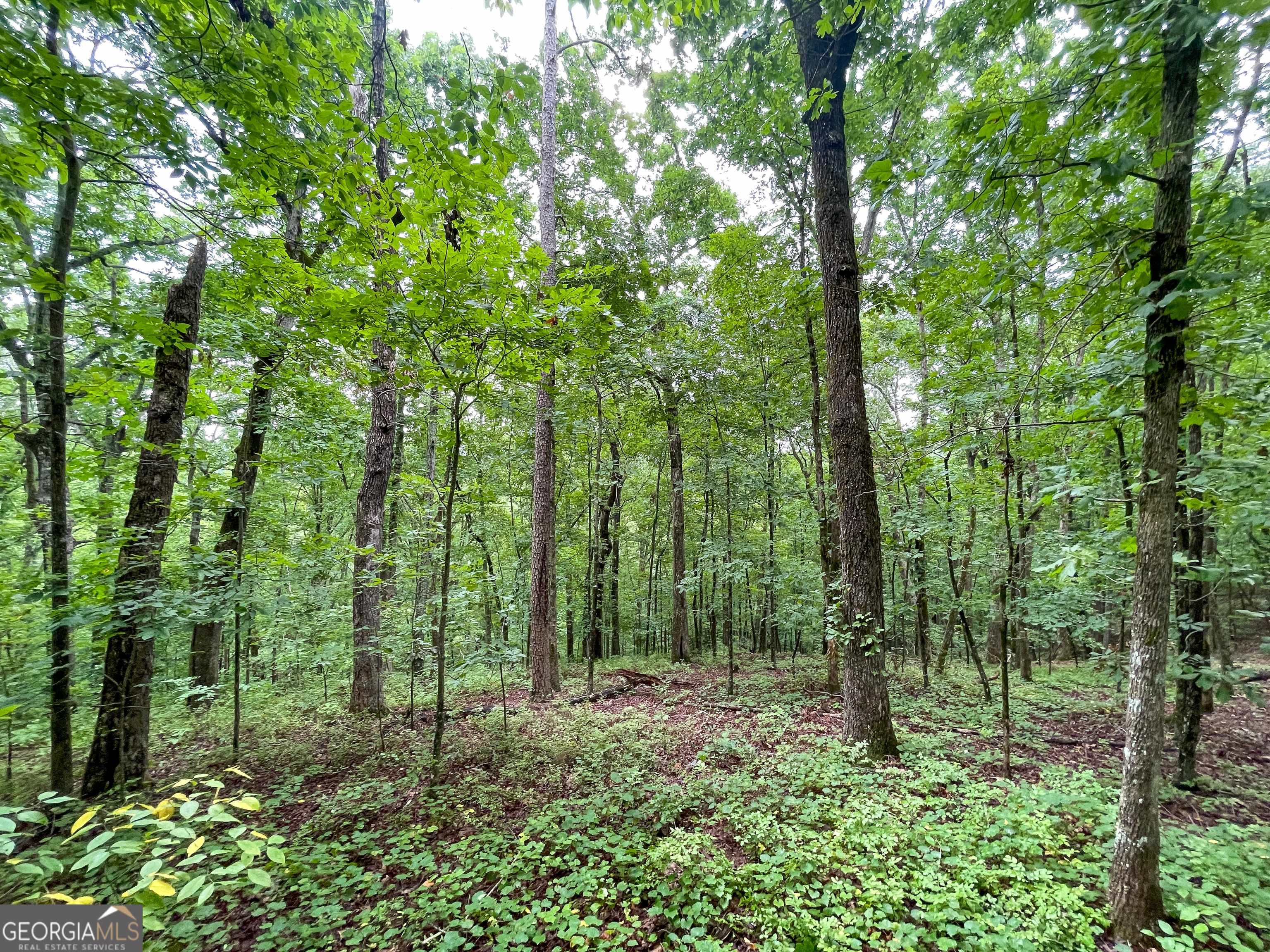 Talking Rock, GA 30175,0 Big Ridge RD #85.1 ACRES