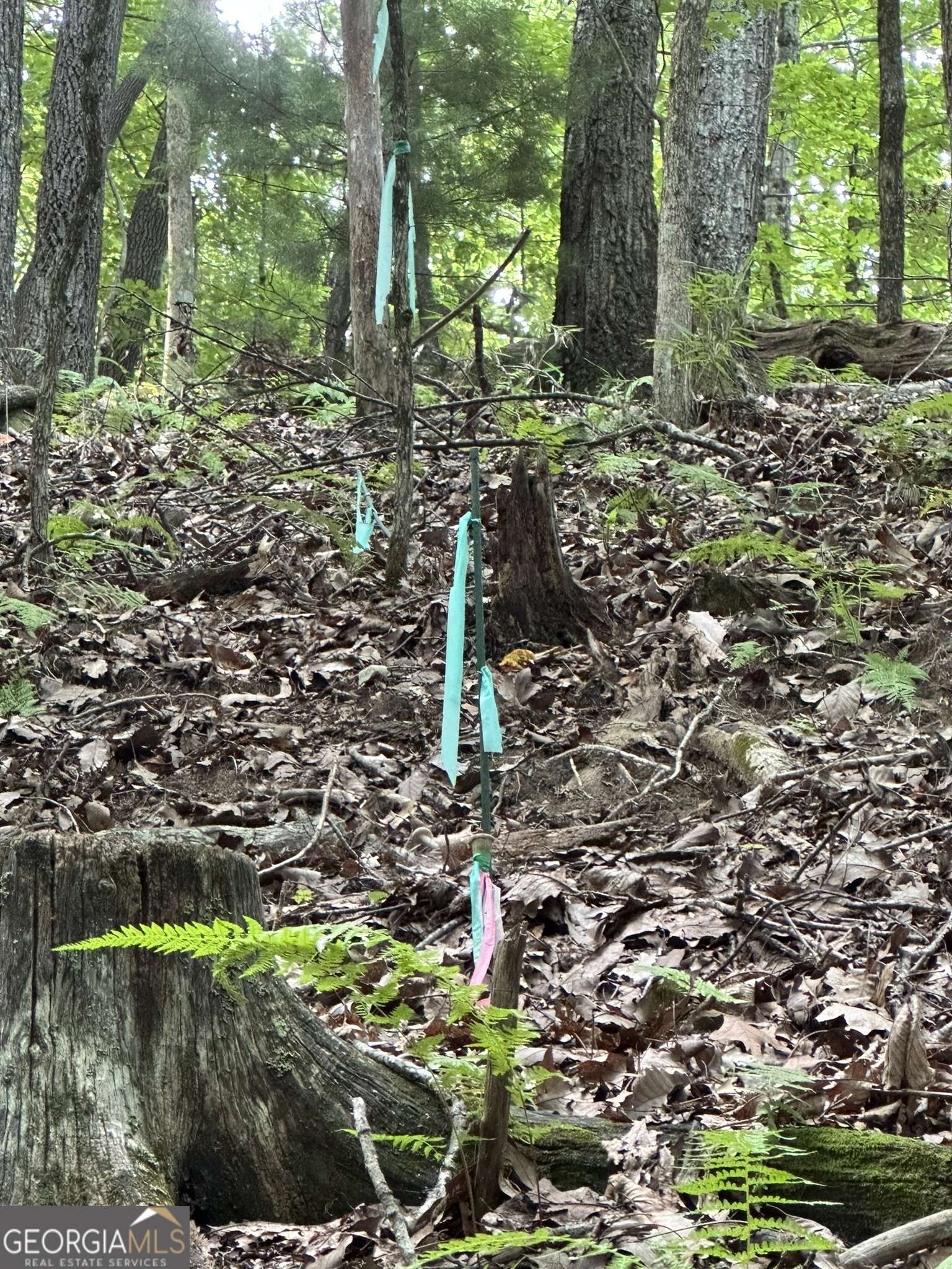 Morganton, GA 30560,LOT 12 Picklesimer Mountain