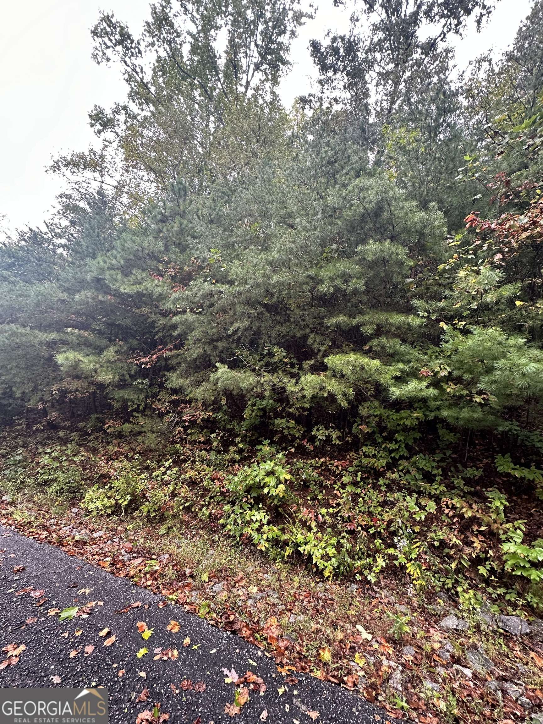Rabun Gap, GA 30568,LOT 22 Shake Hollow DR