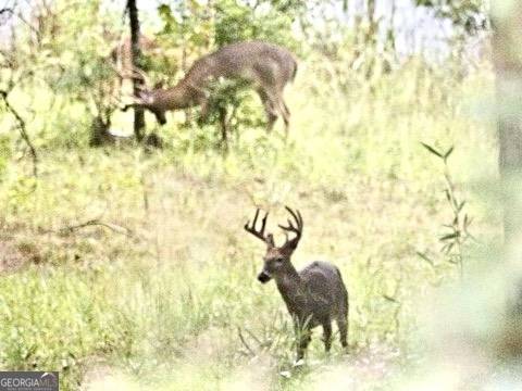 Norwood, GA 30821,5819 Elam Church RD