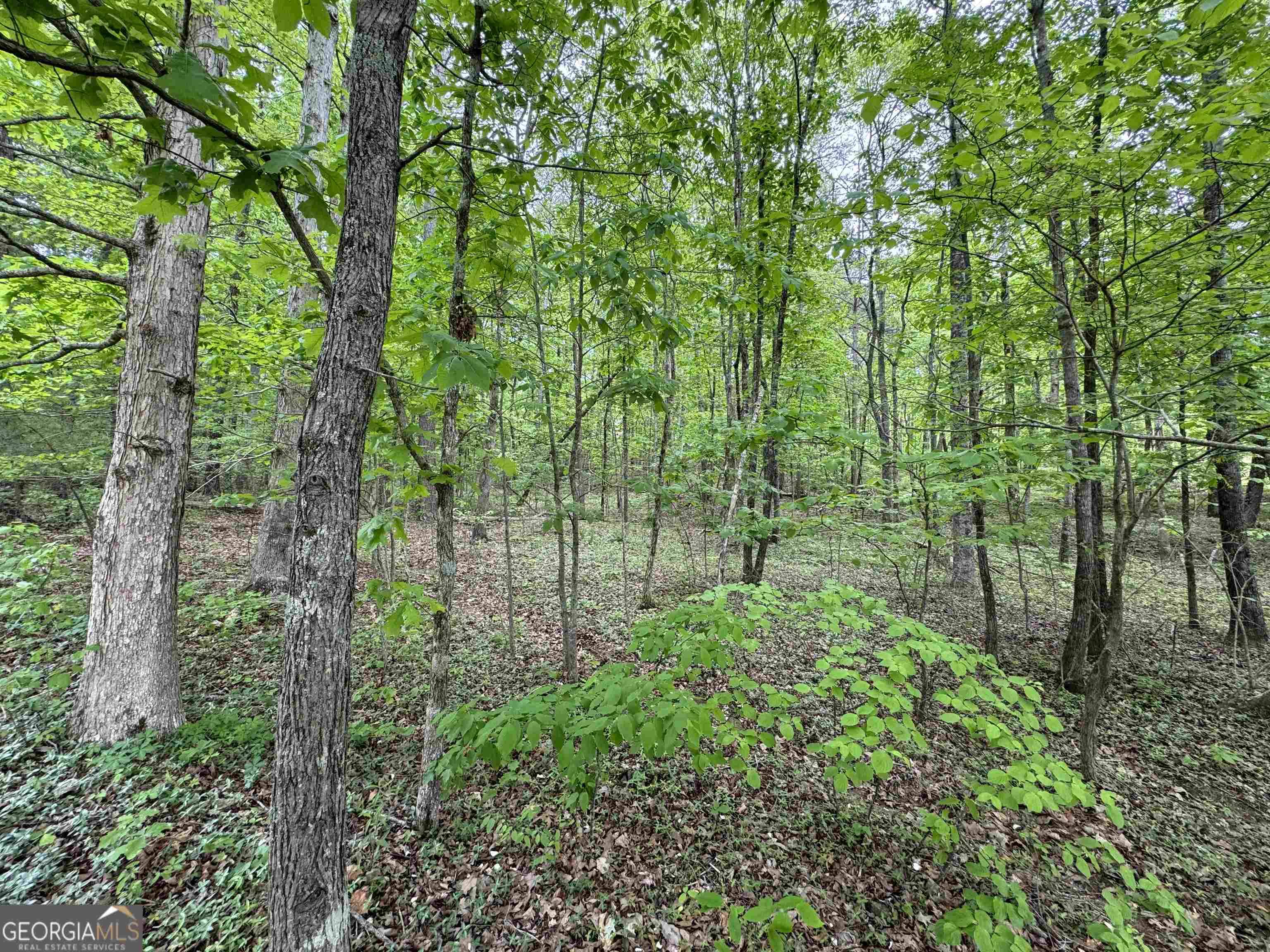 Cleveland, GA 30528,LOT 13 Teel Mountain