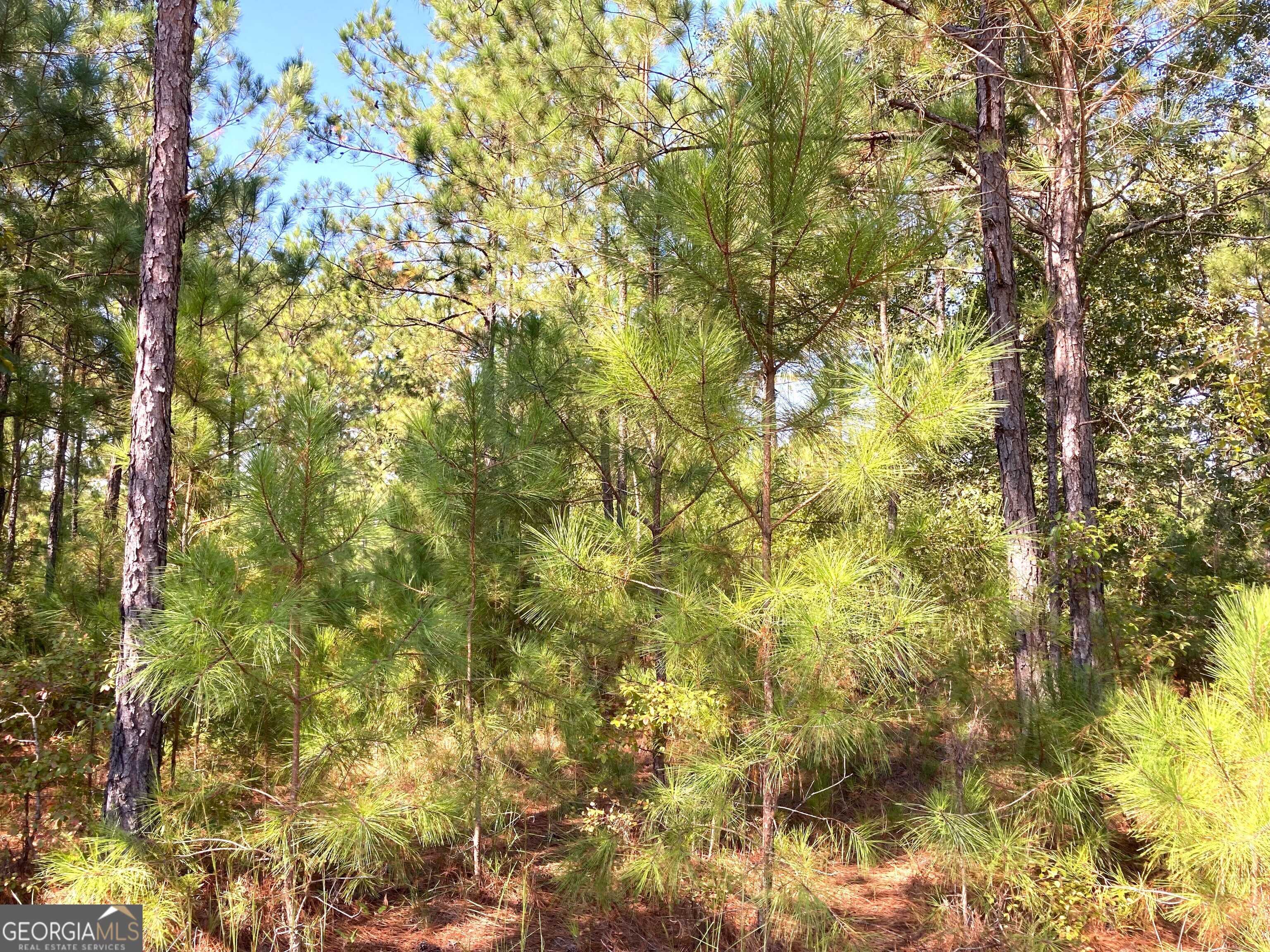 Cusseta, GA 31805,0 Firetower RD