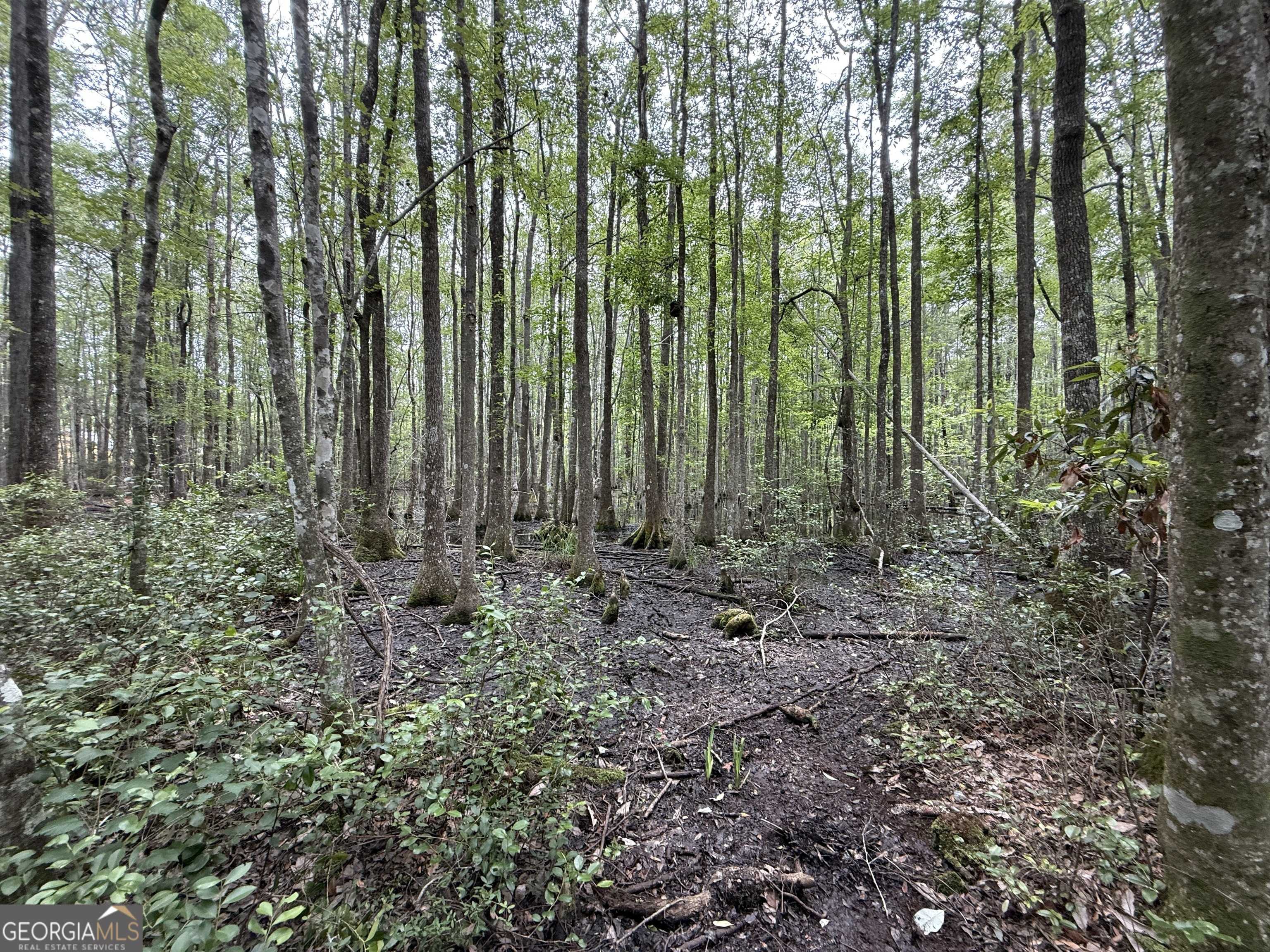 Townsend, GA 31331,27 ACRES W S Highway 17