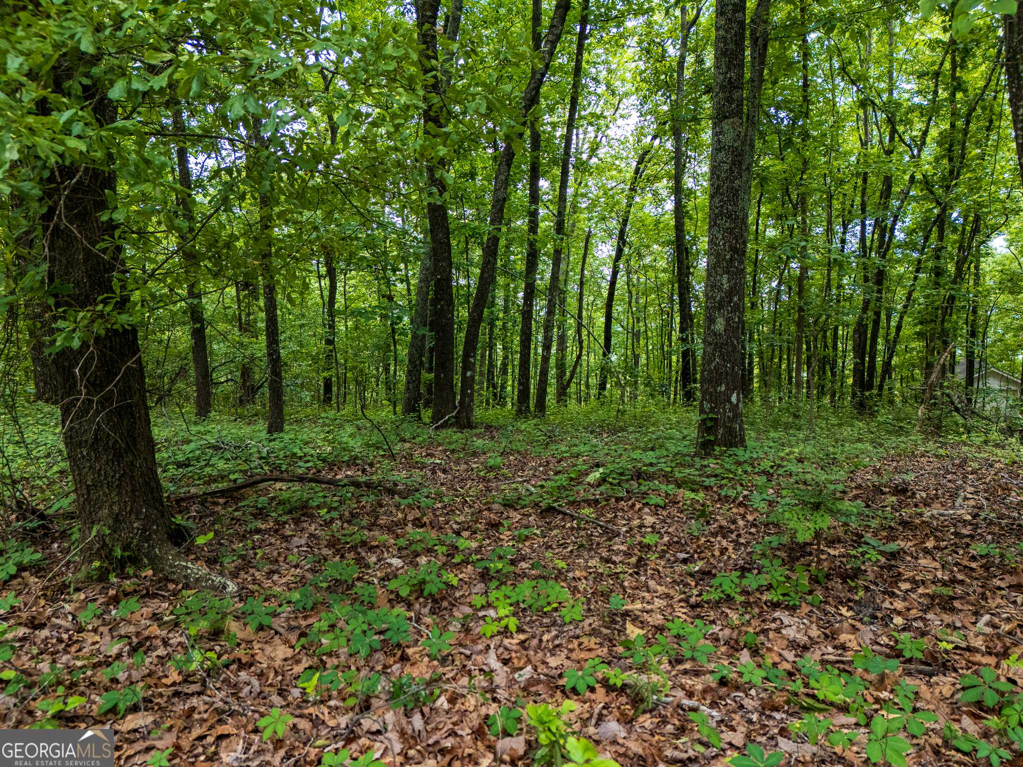 Manchester, GA 31816,3.26 ACRES Mountain Ridge DR