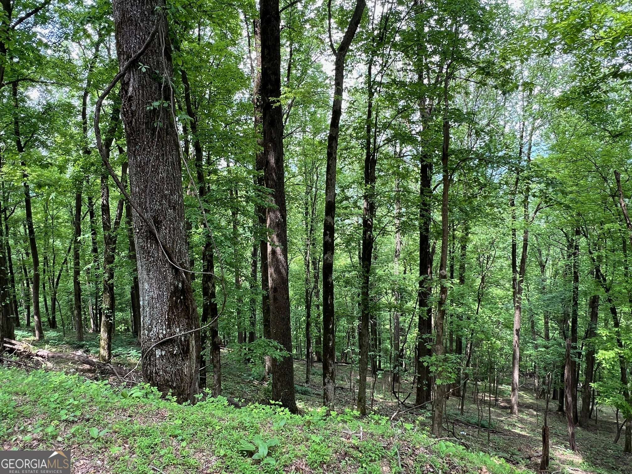 Ellijay, GA 30536,M164 Walnut Ridge
