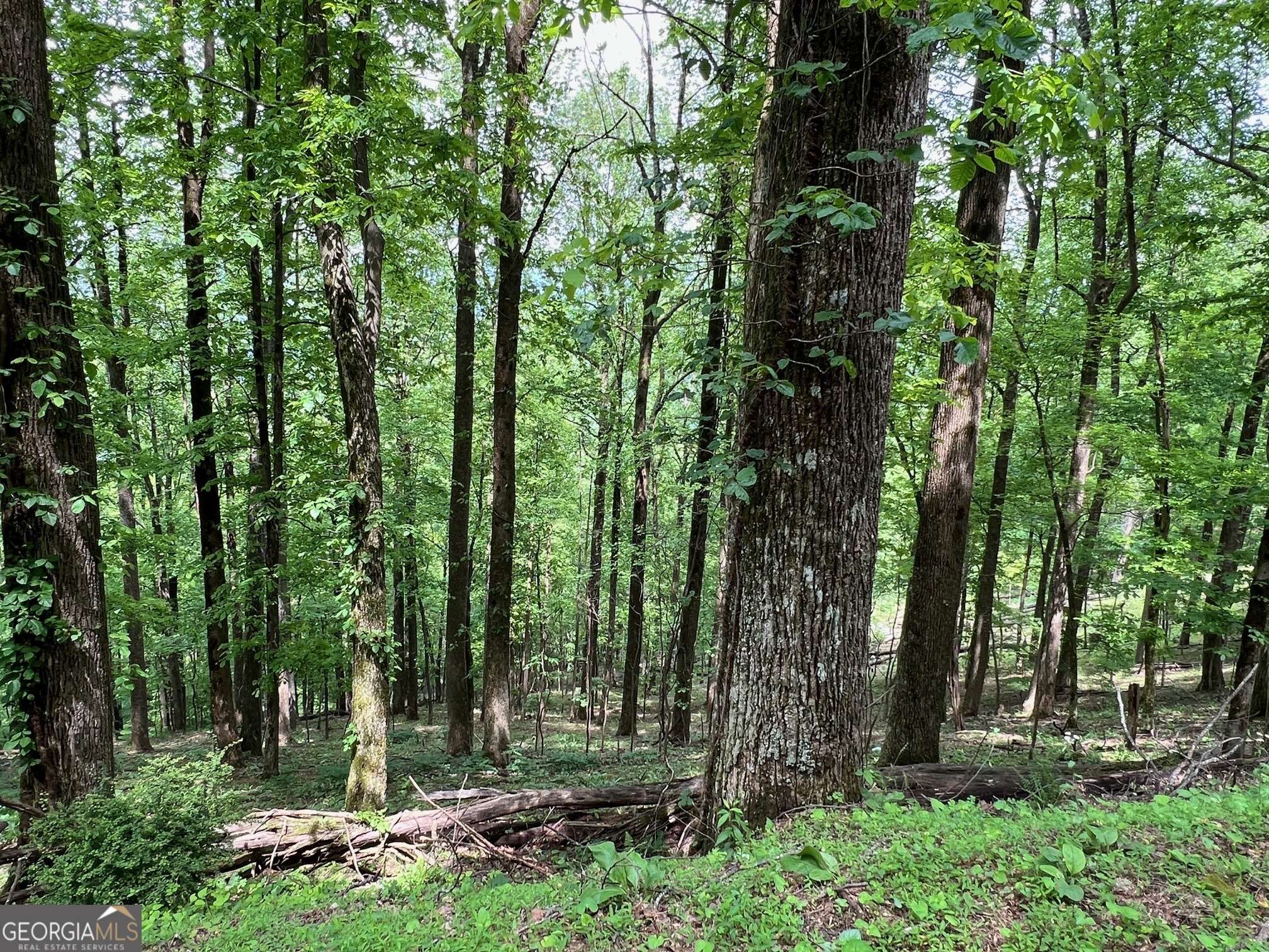 Ellijay, GA 30536,M164 Walnut Ridge