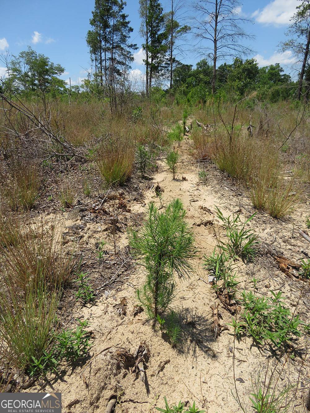 Buena Vista, GA 31803,1 Pineville Road