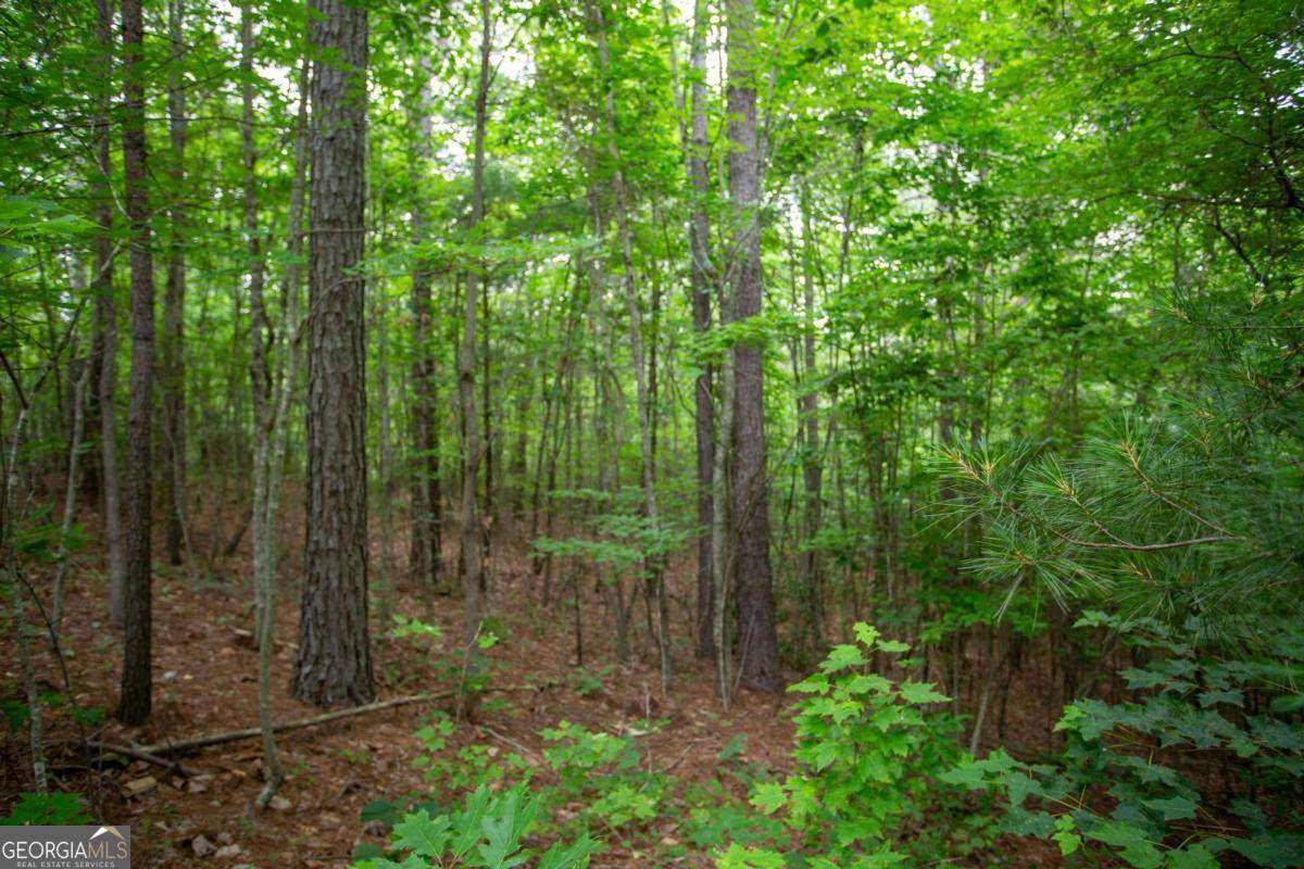 Dahlonega, GA 30533,6480A Highway 52 W