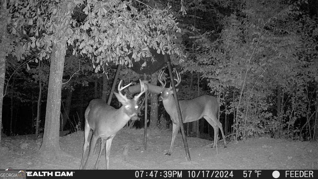 Elko, GA 31025,335 Highway 26
