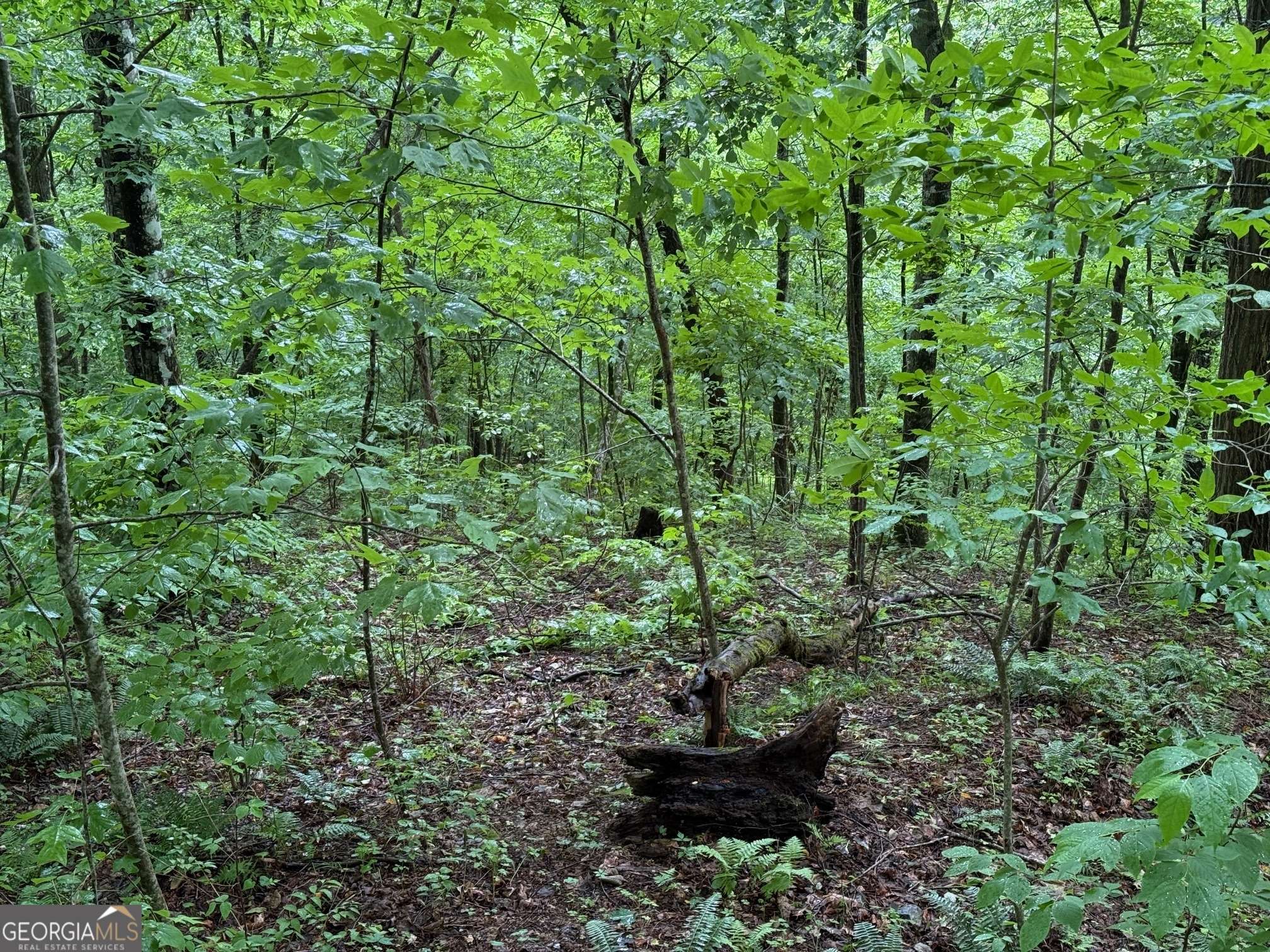 Hiawassee, GA 30546,8 Black Bear TRL