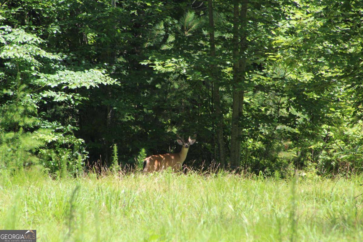 Ellijay, GA 30540,0 Jumper DR