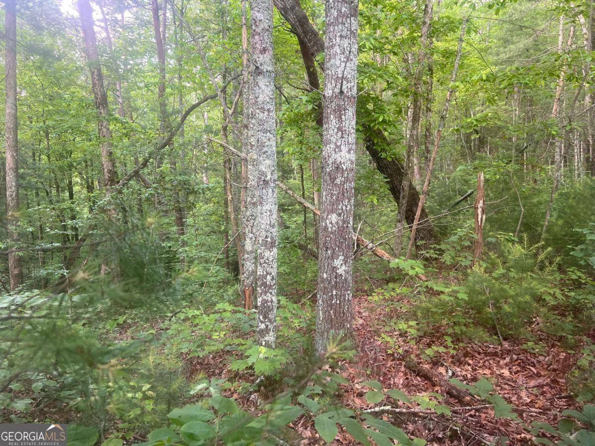 Ellijay, GA 30540,LOT 100 Ashe CT #100