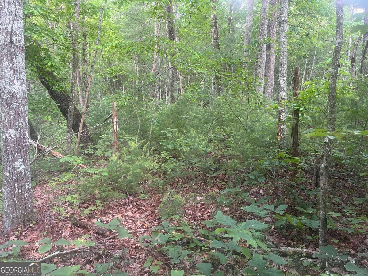 Ellijay, GA 30540,LOT 100 Ashe CT #100